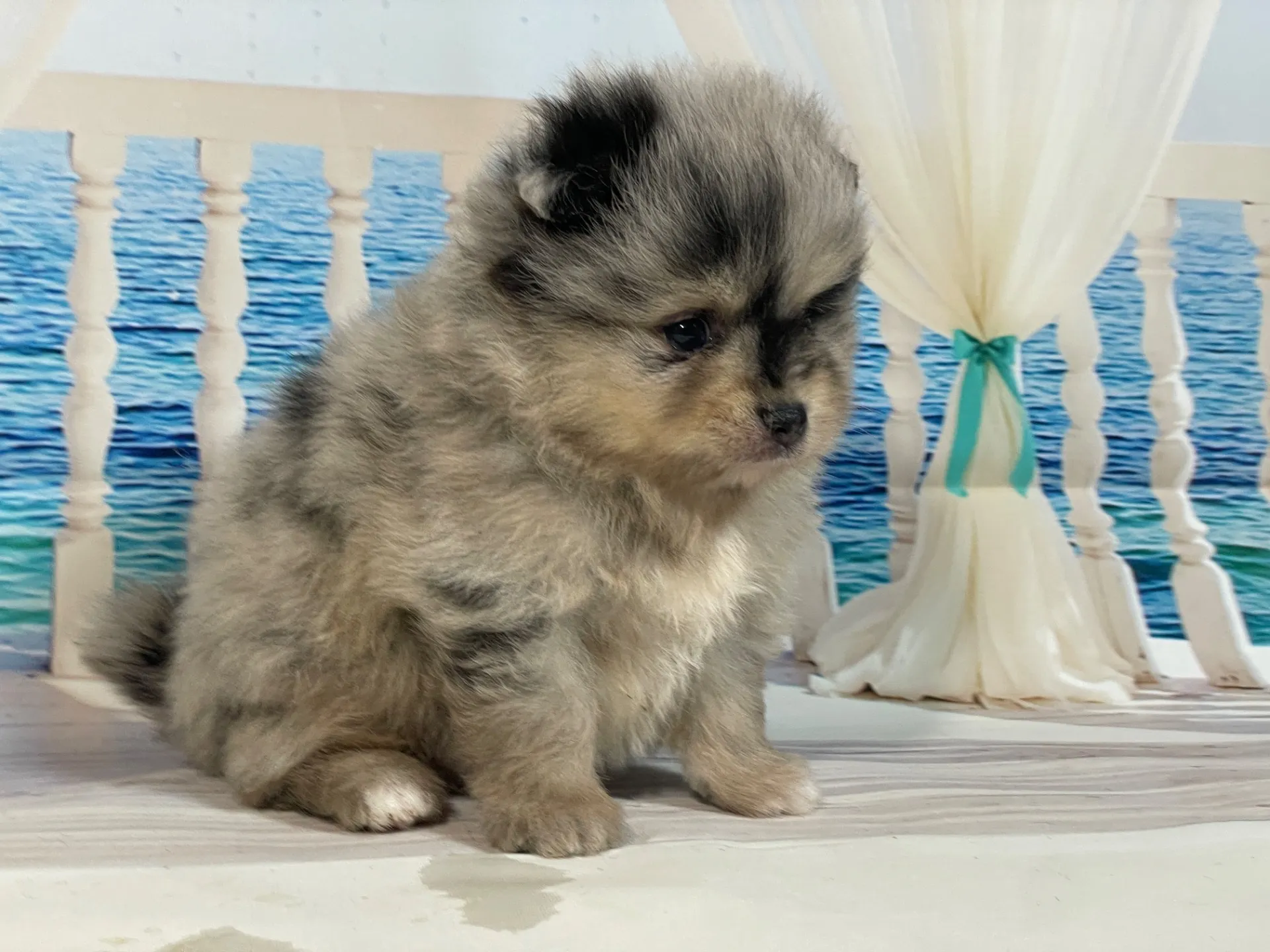 5/23生　<売約済>ポメラニアン