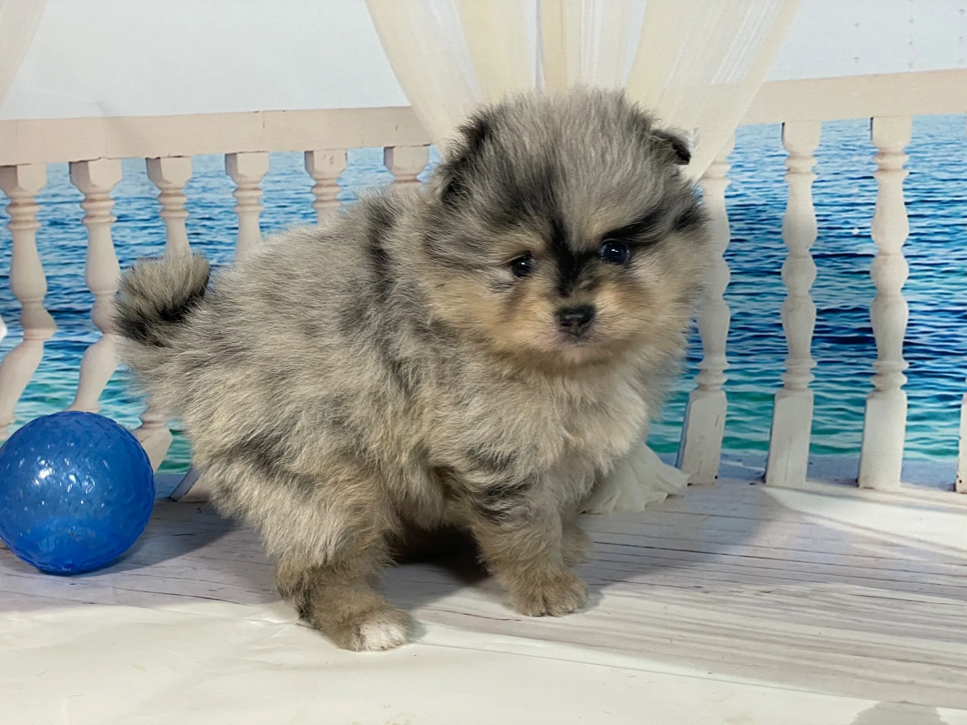 5/23生　<売約済>ポメラニアン