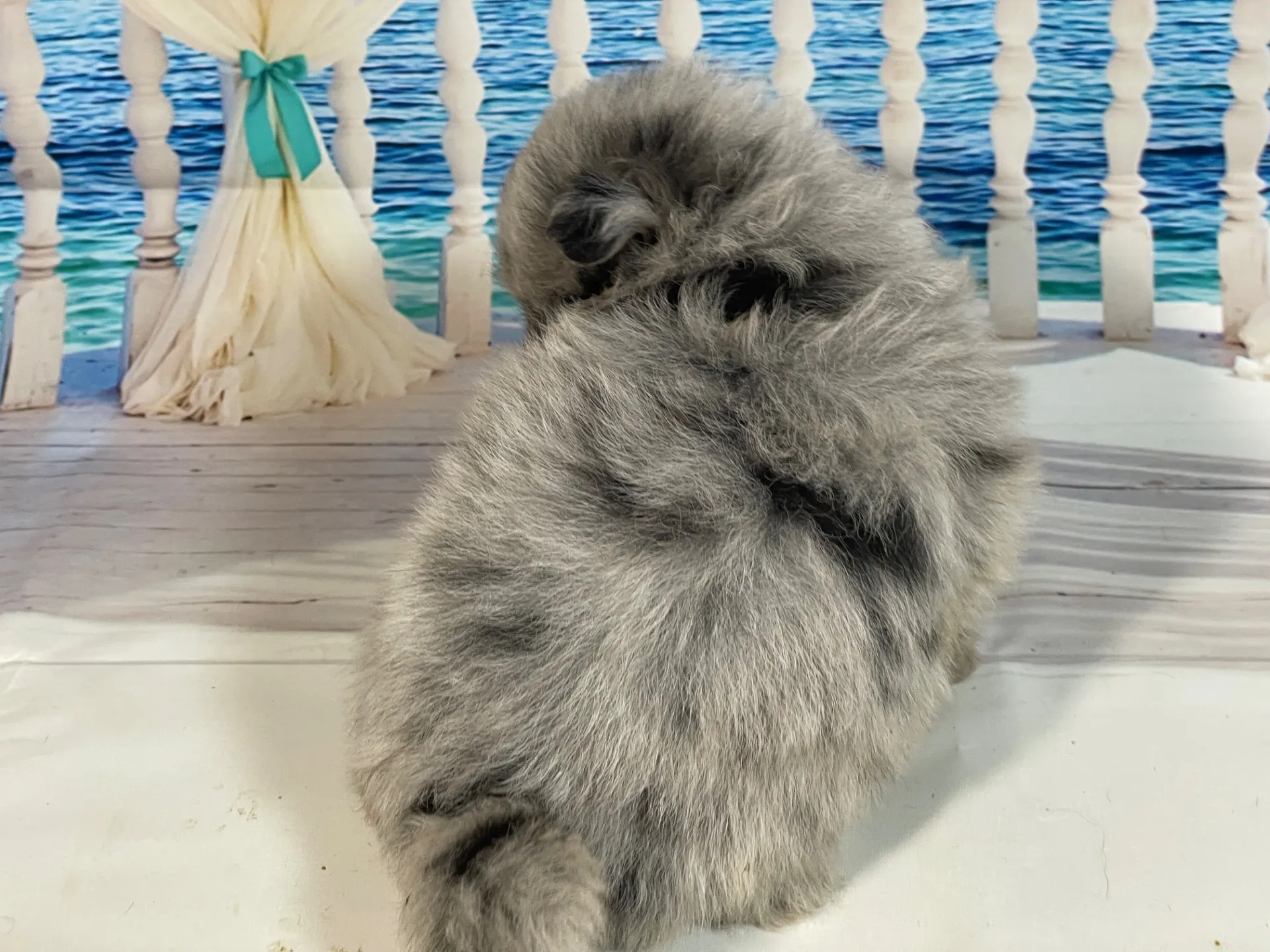 5/23生　<売約済>ポメラニアン