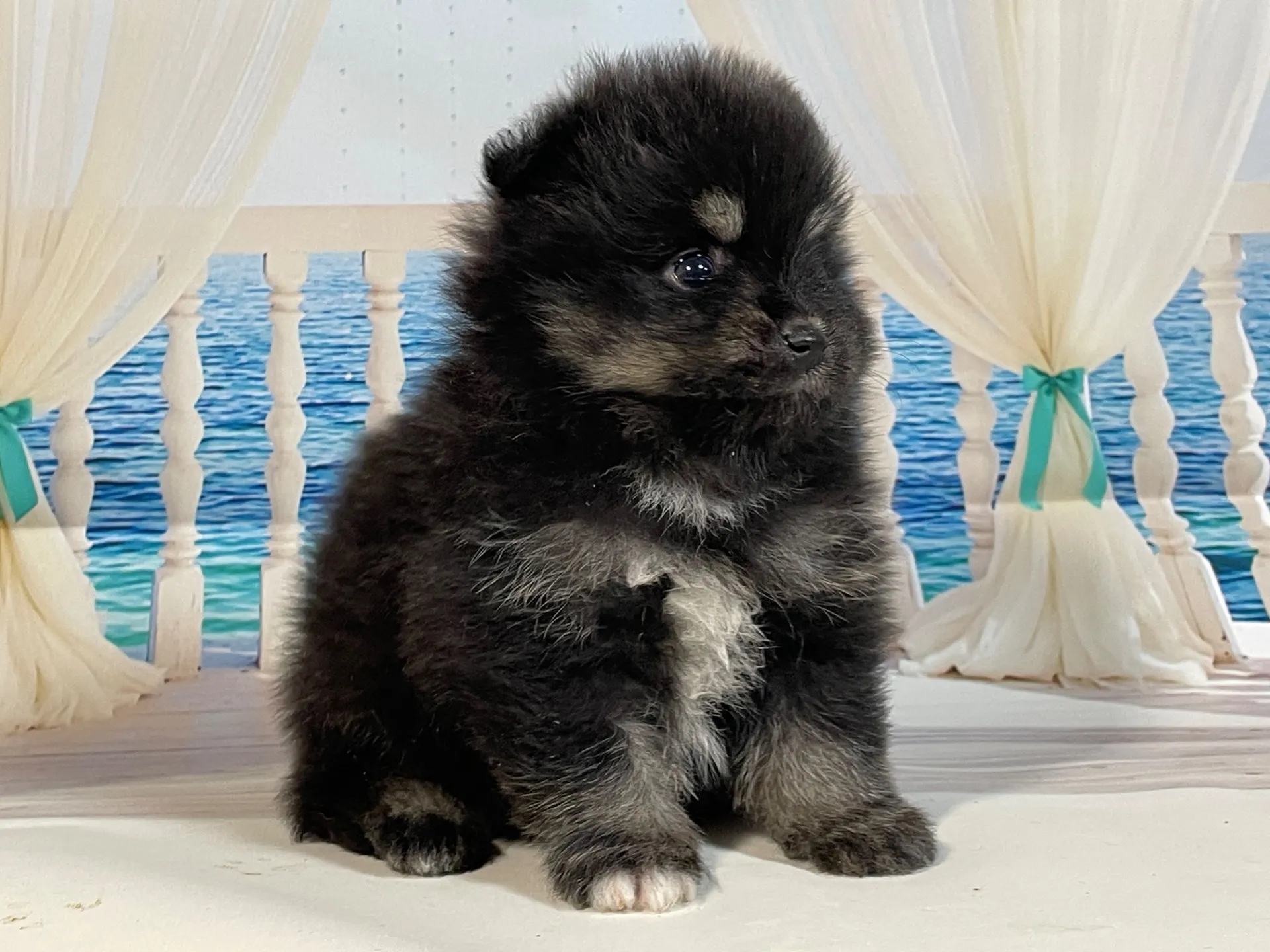 5/23生　<売約済>ポメラニアン