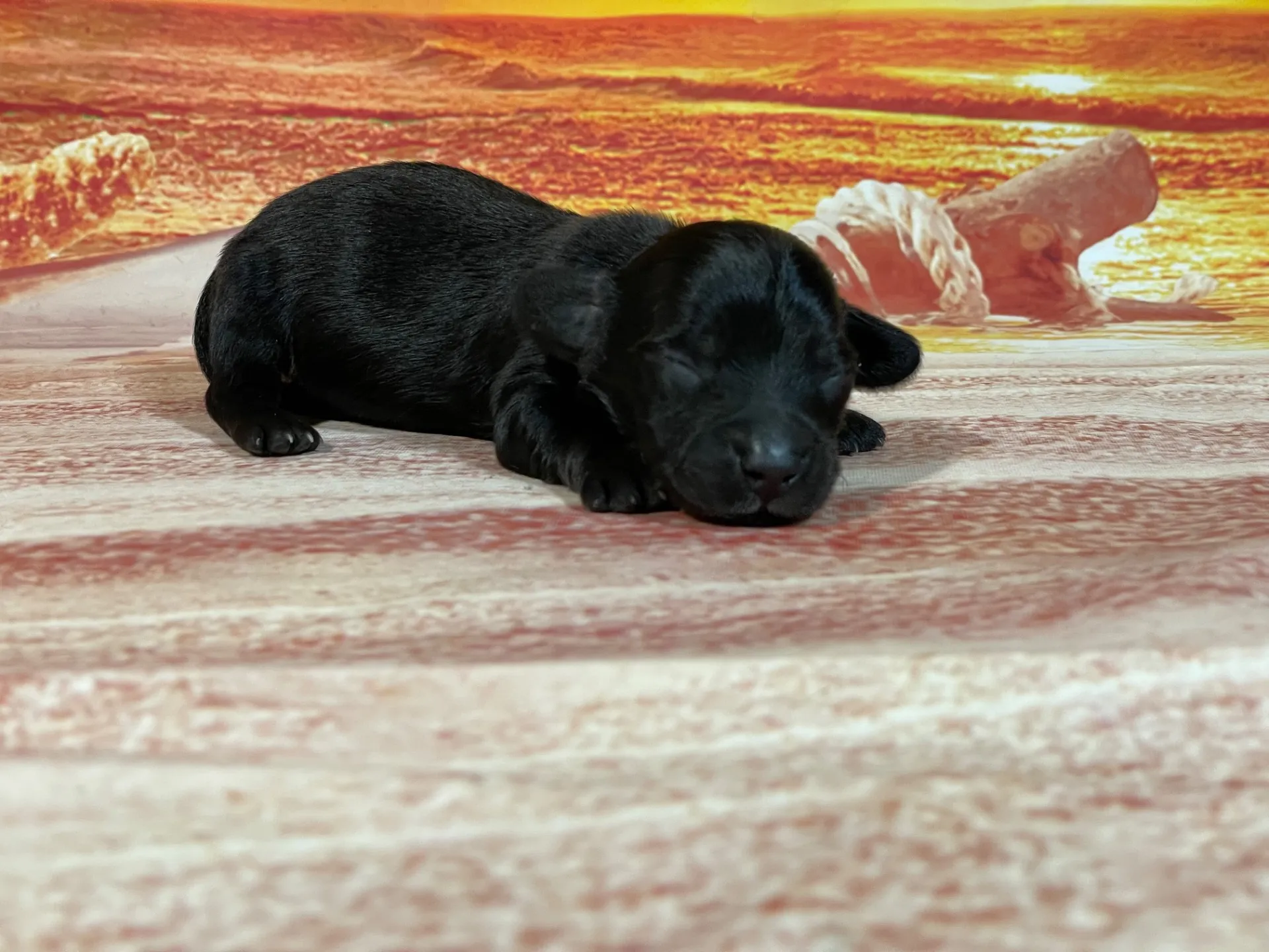 7/23生　ブラックタン♂