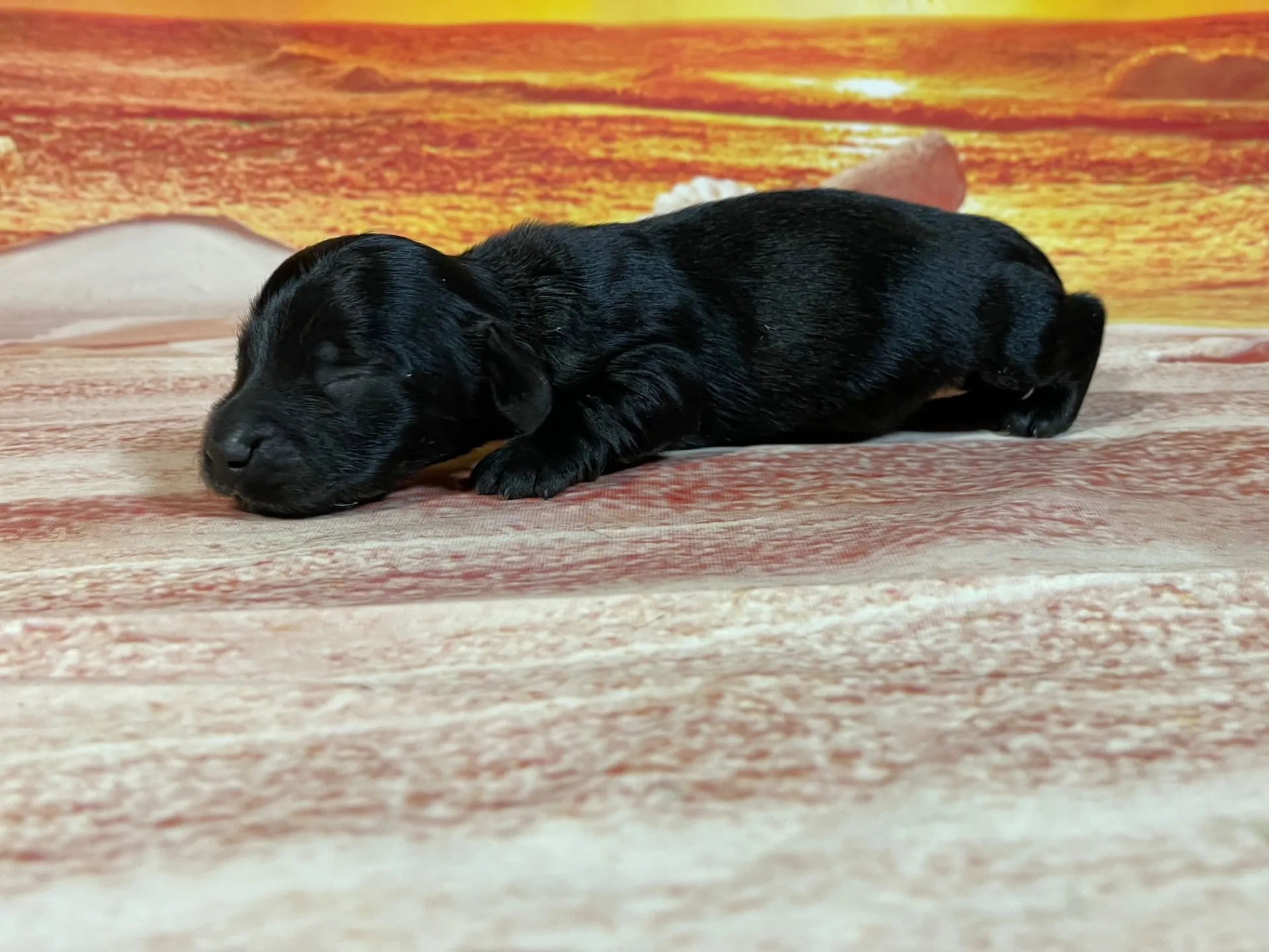 7/23生　ブラックタン♂