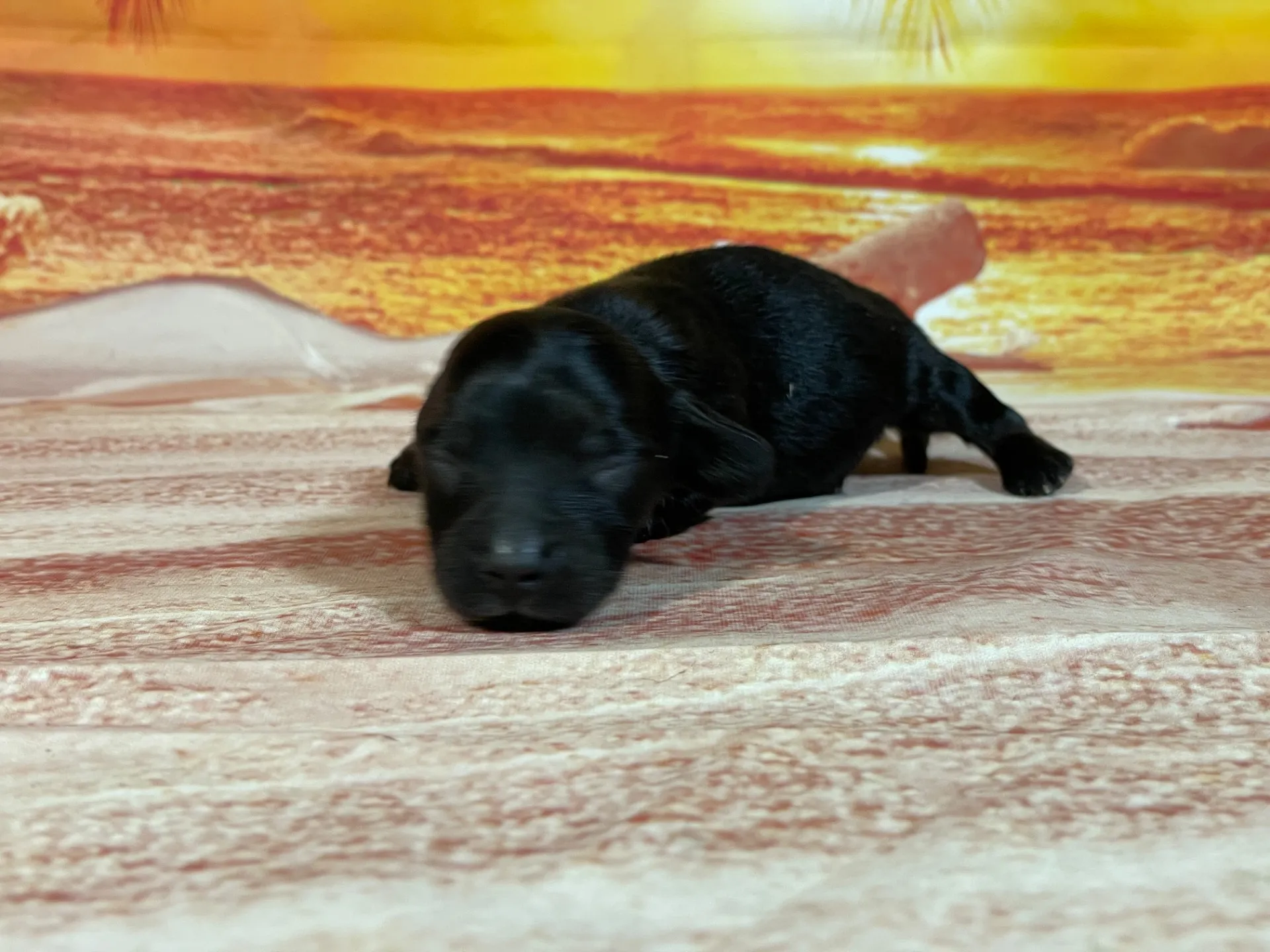 7/23生　ブラックタン♂