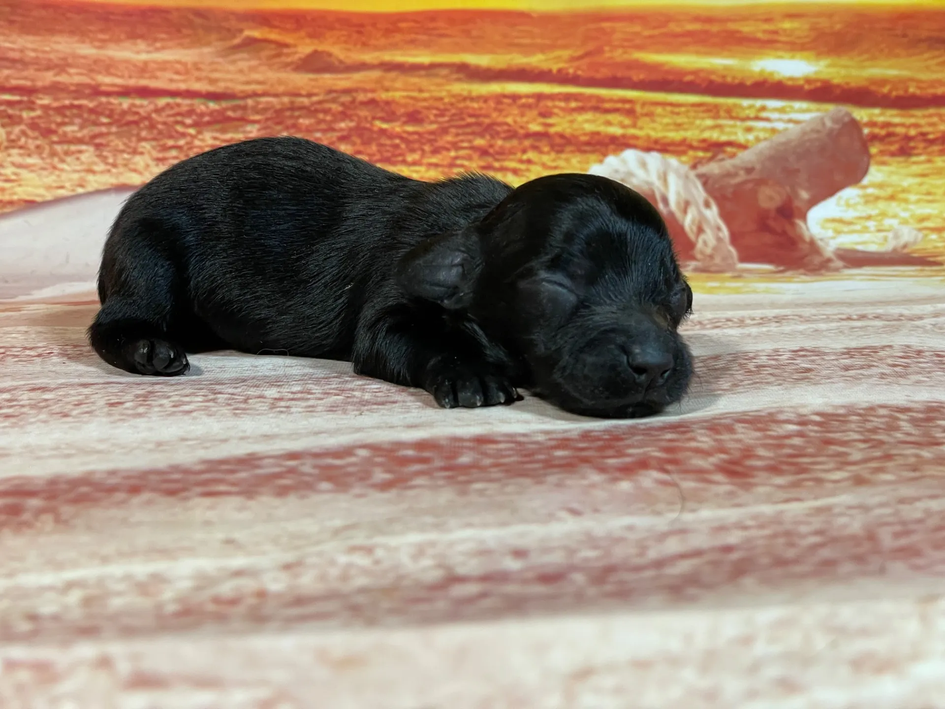 7/23生　ブラックソリッド♀