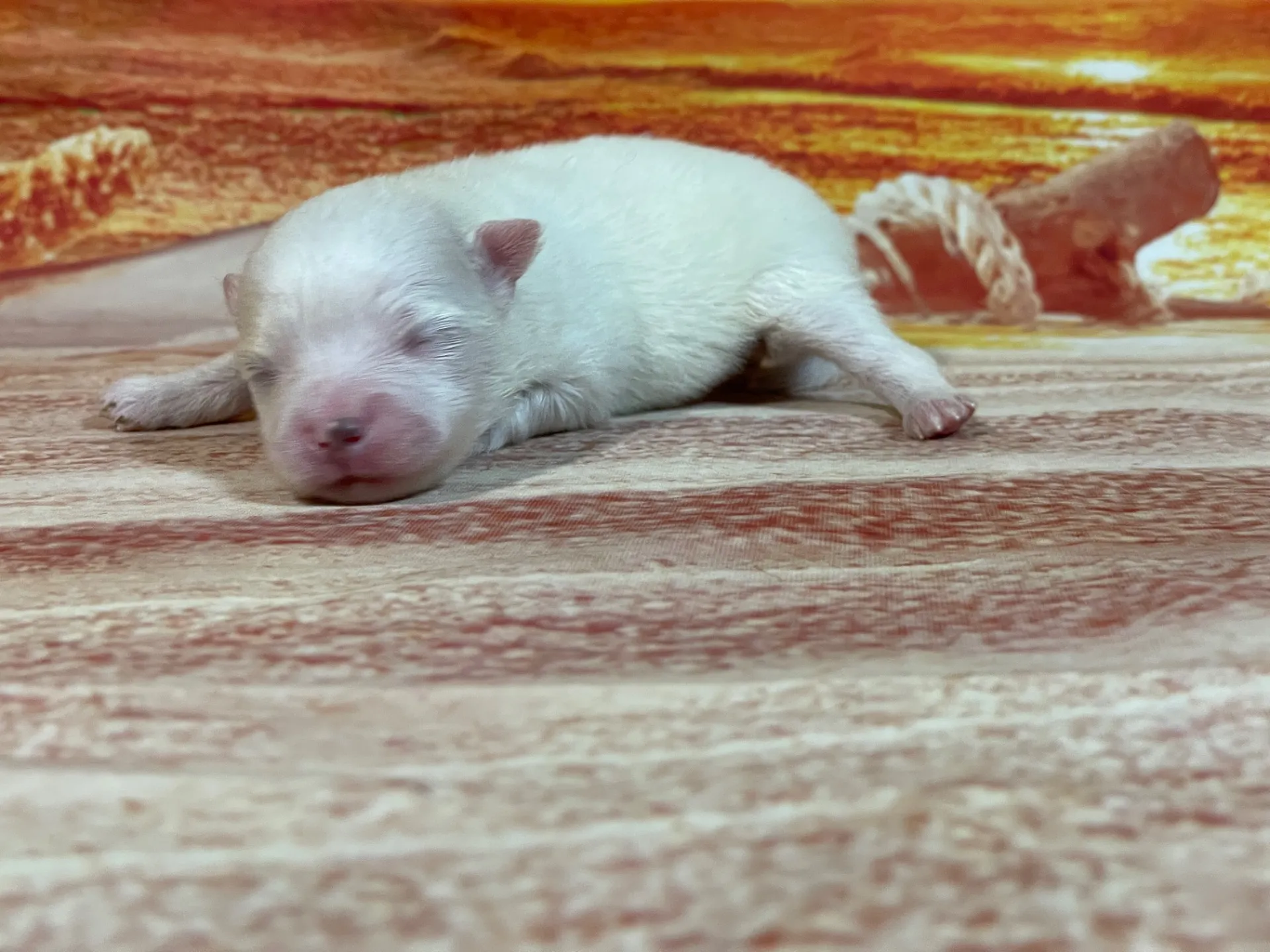 7/23生　<売約済>ポメラニアン