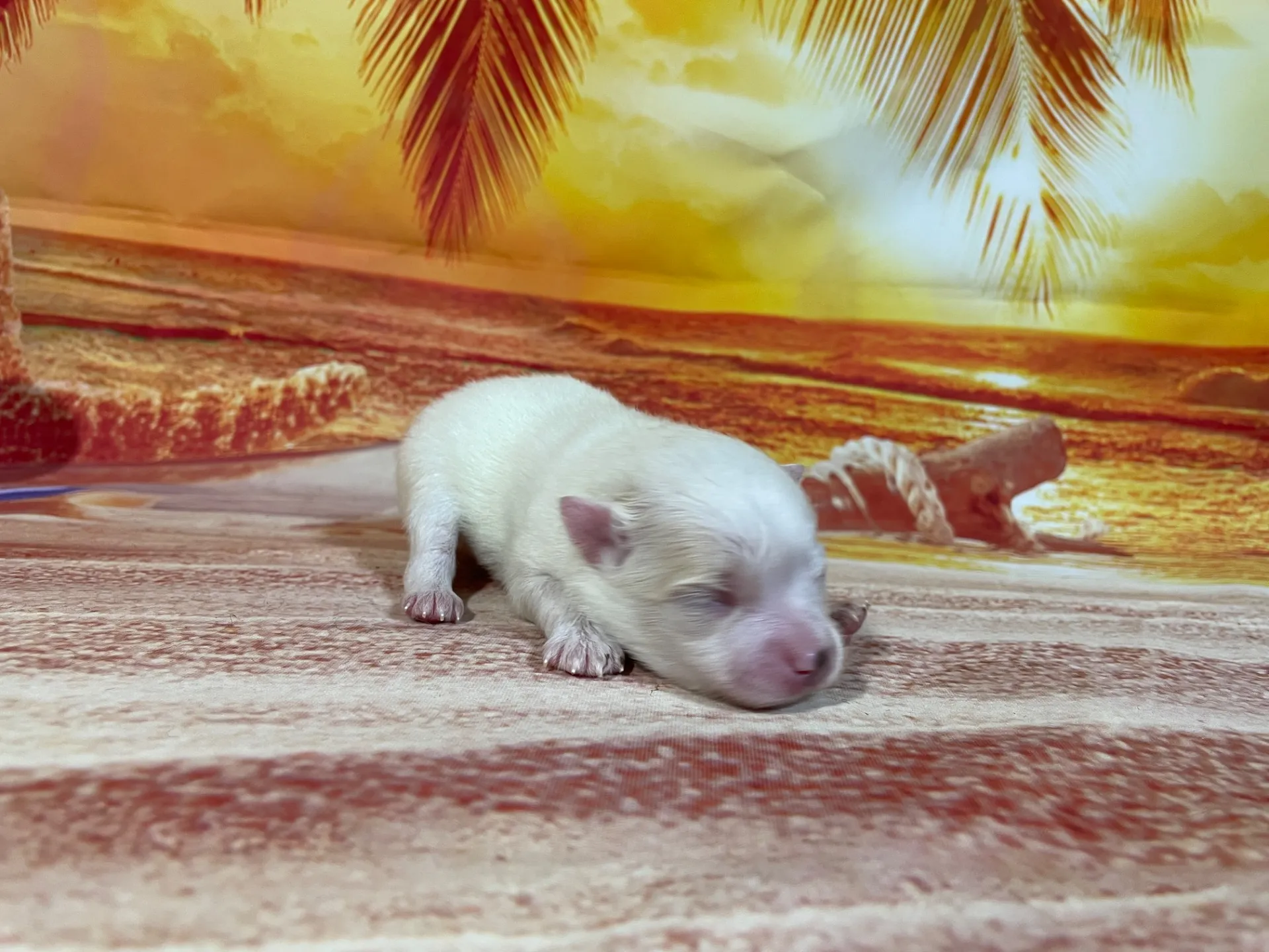 7/23生　<売約済>ポメラニアン