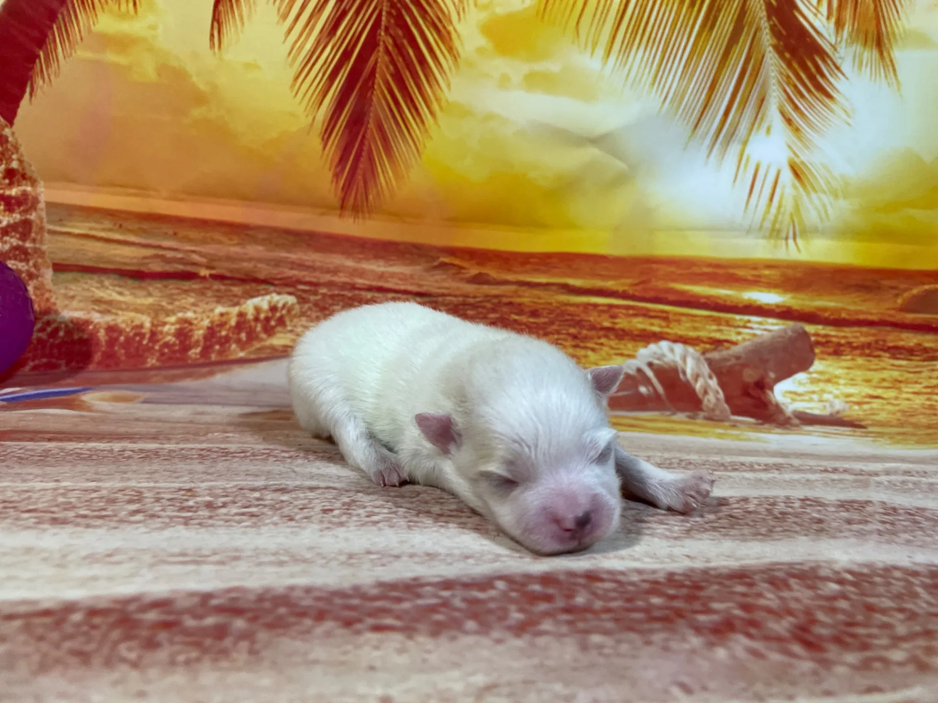 7/23生　<売約済>ポメラニアン