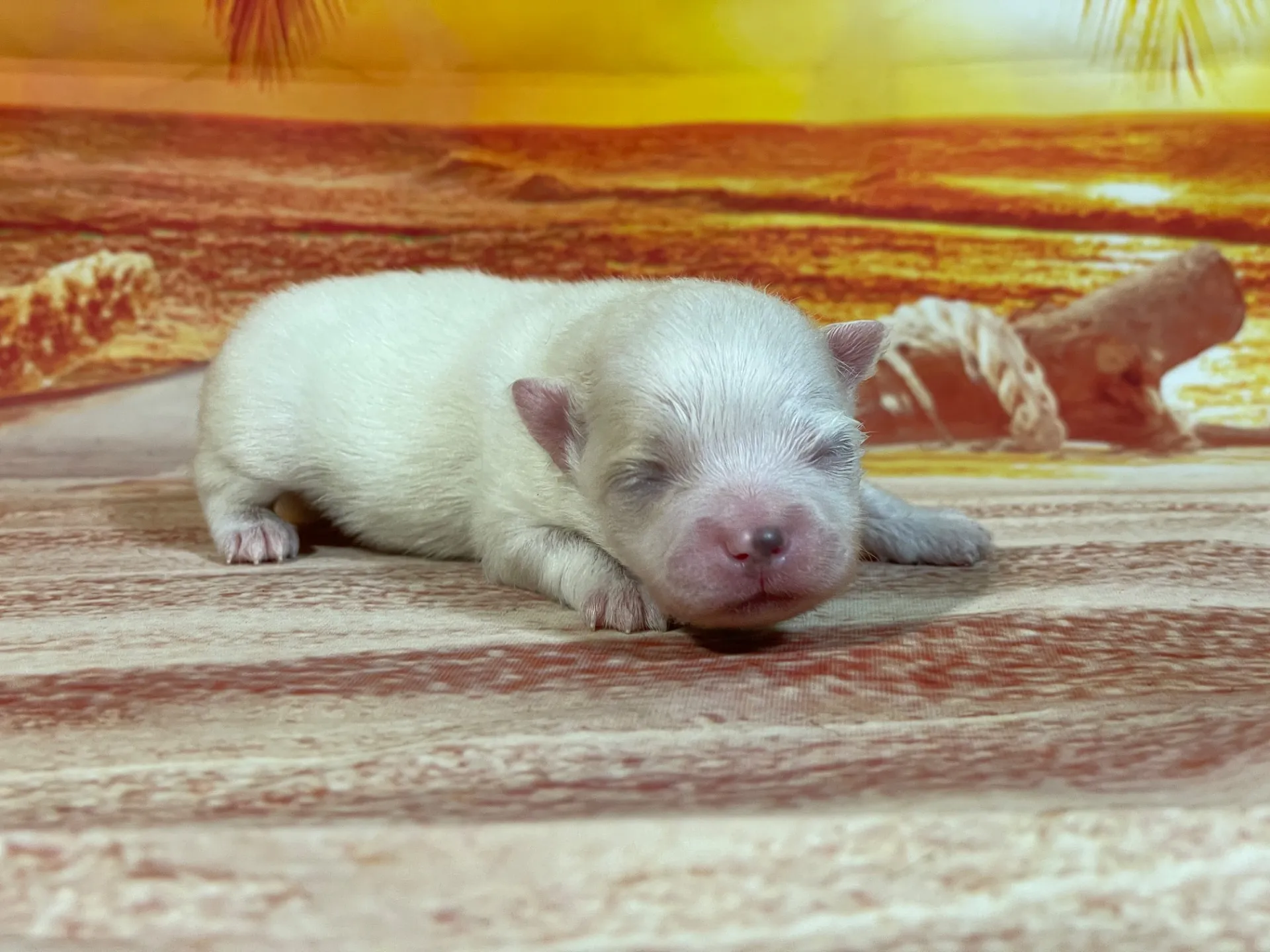 7/23生　<売約済>ポメラニアン