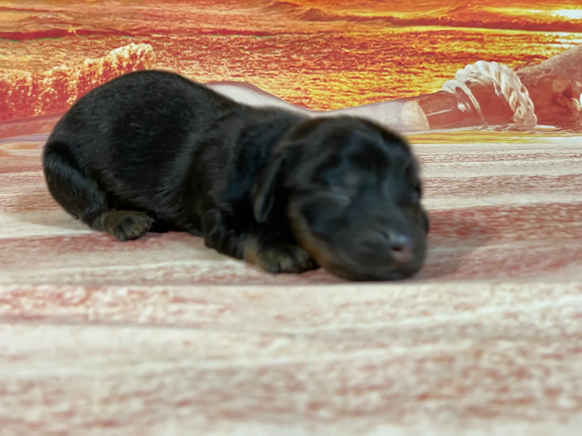 8/3生　<売約済>ミニチュアダックス①