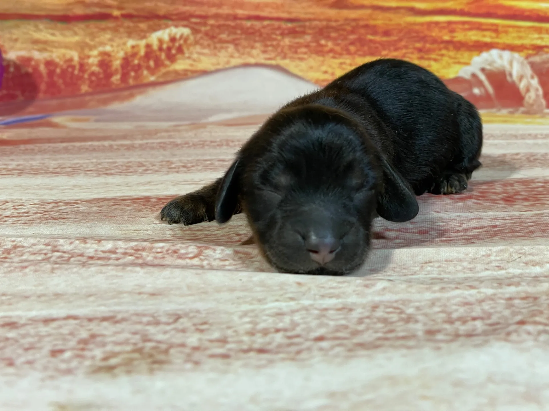 8/3生　<売約済>ミニチュアダックス①