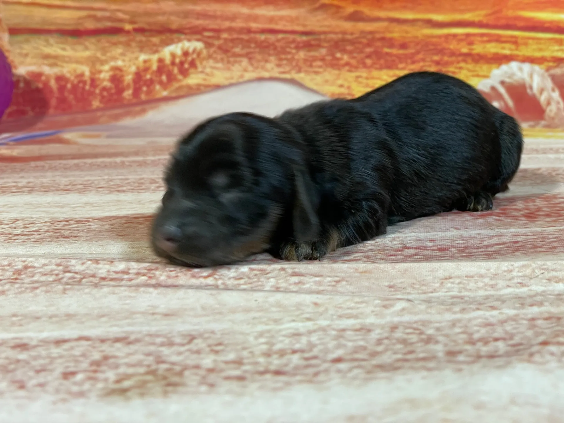 8/3生　<売約済>ミニチュアダックス①