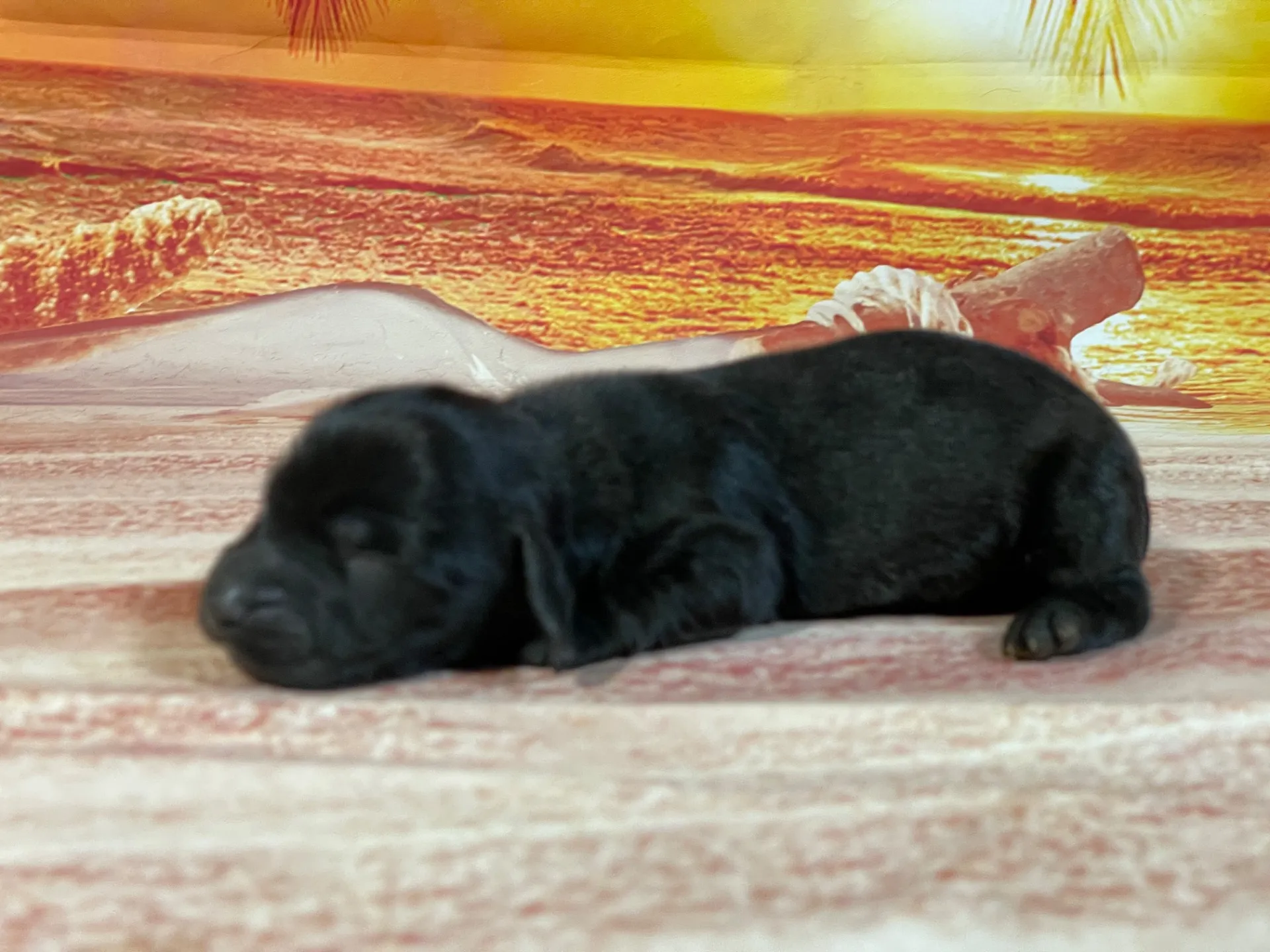 7/23生　ブラックソリッド♂