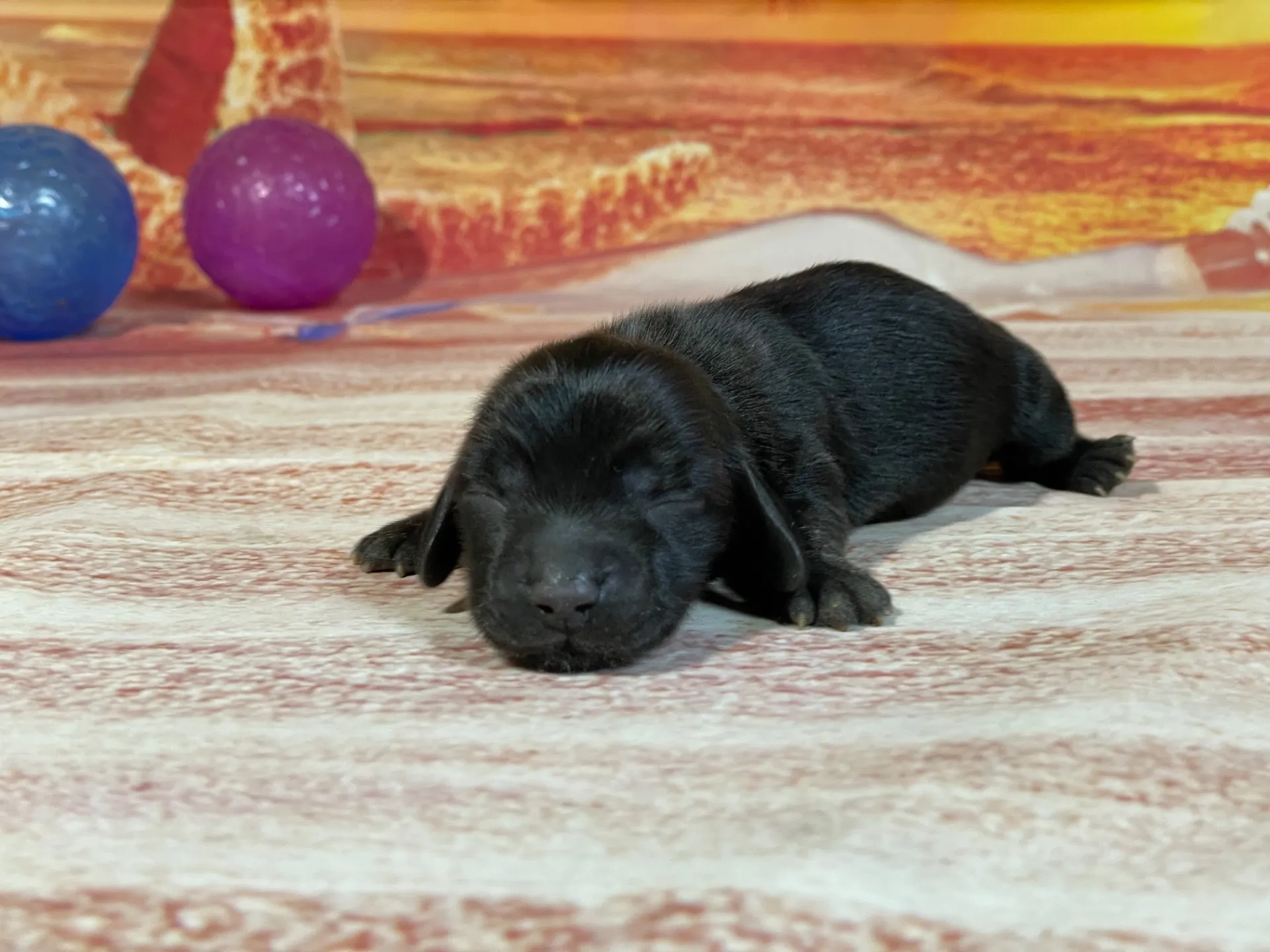 8/3生　チョコソリッド♀