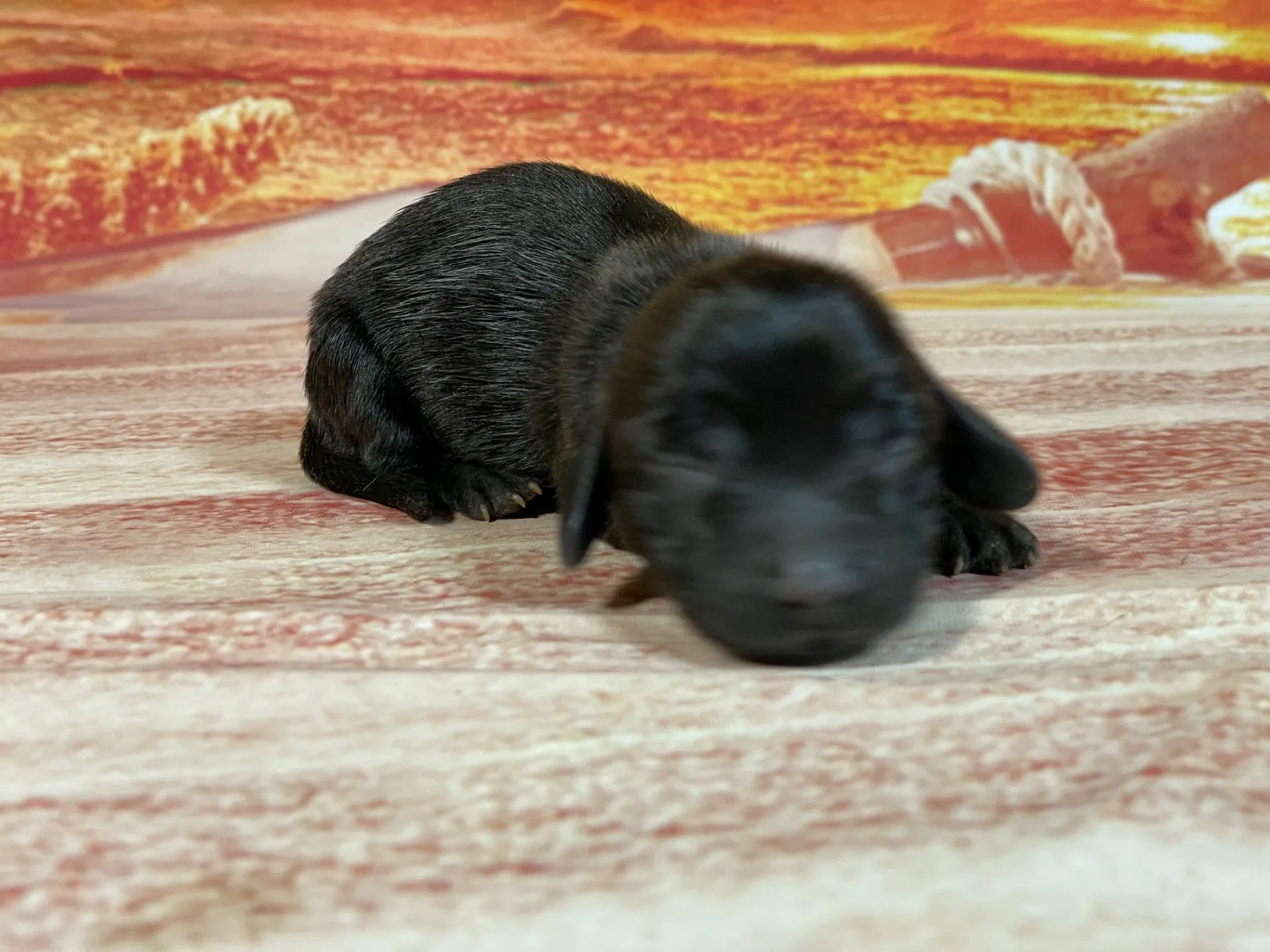 8/3生　チョコソリッド♀