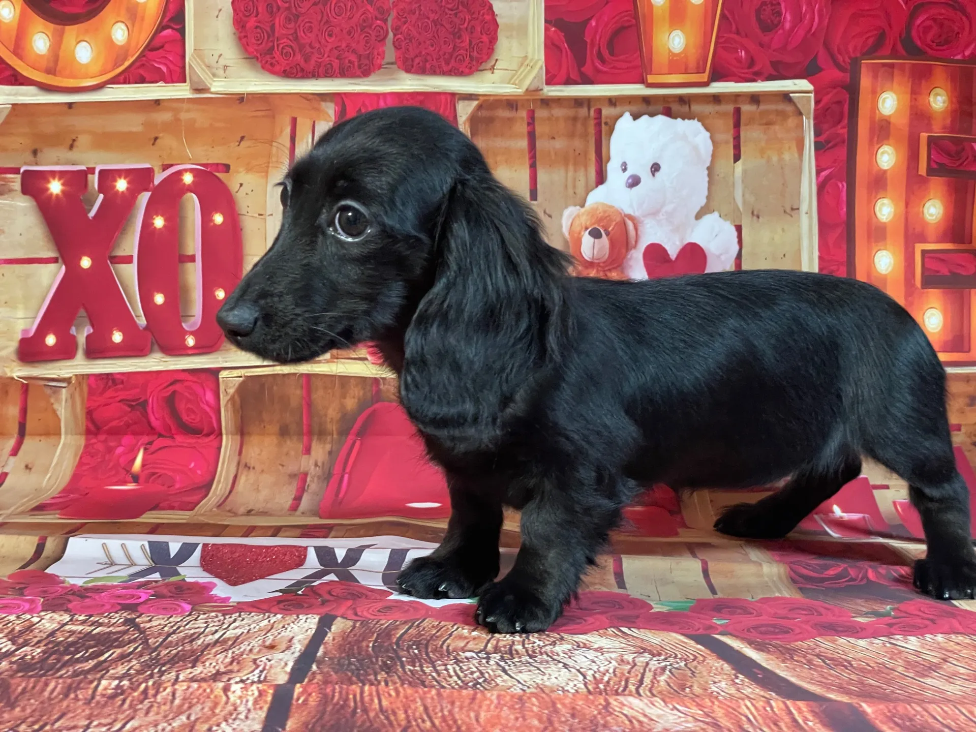 7/23生　ブラックソリッド♀