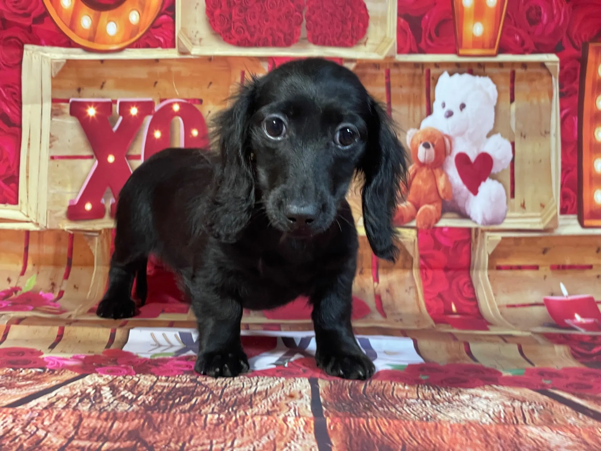 7/23生　ブラックソリッド♀