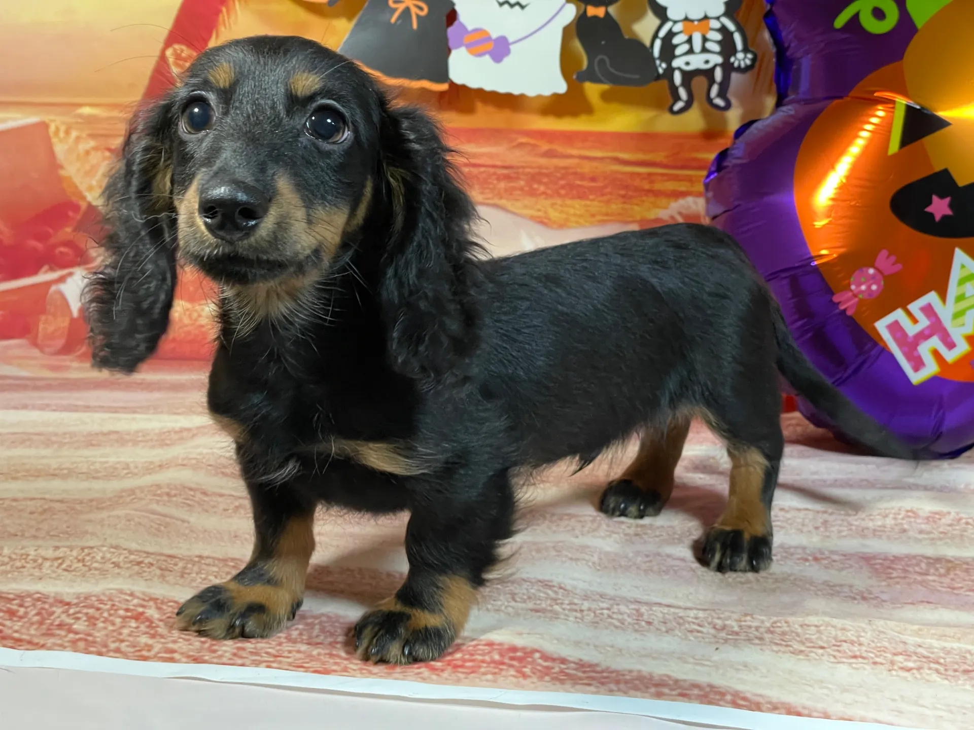 7/23生　ブラックタン♂