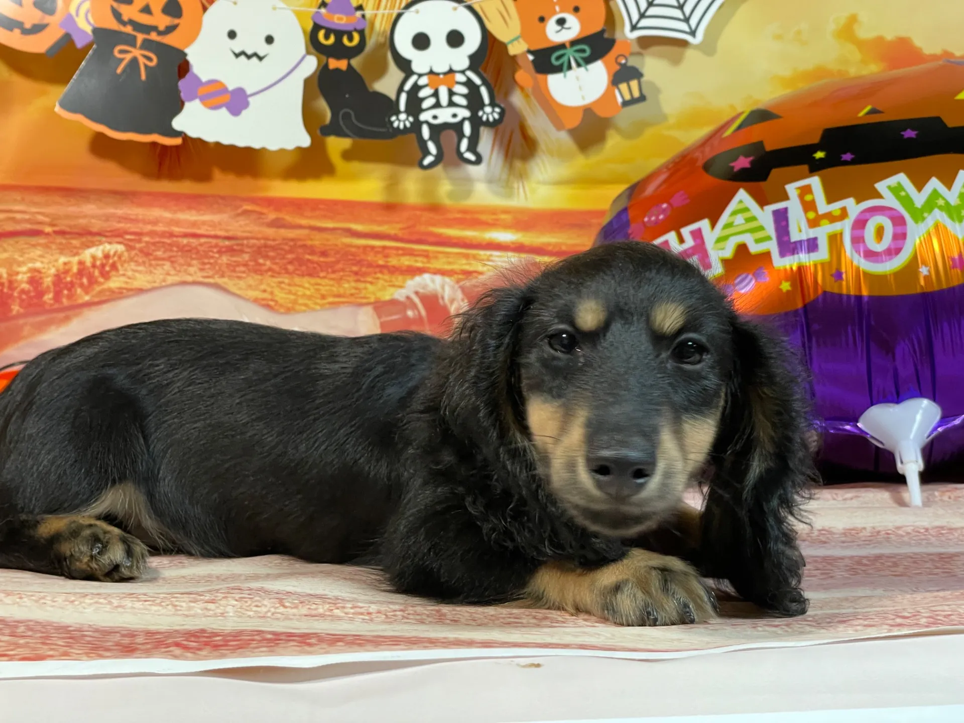 7/23生　ブラックタン♂