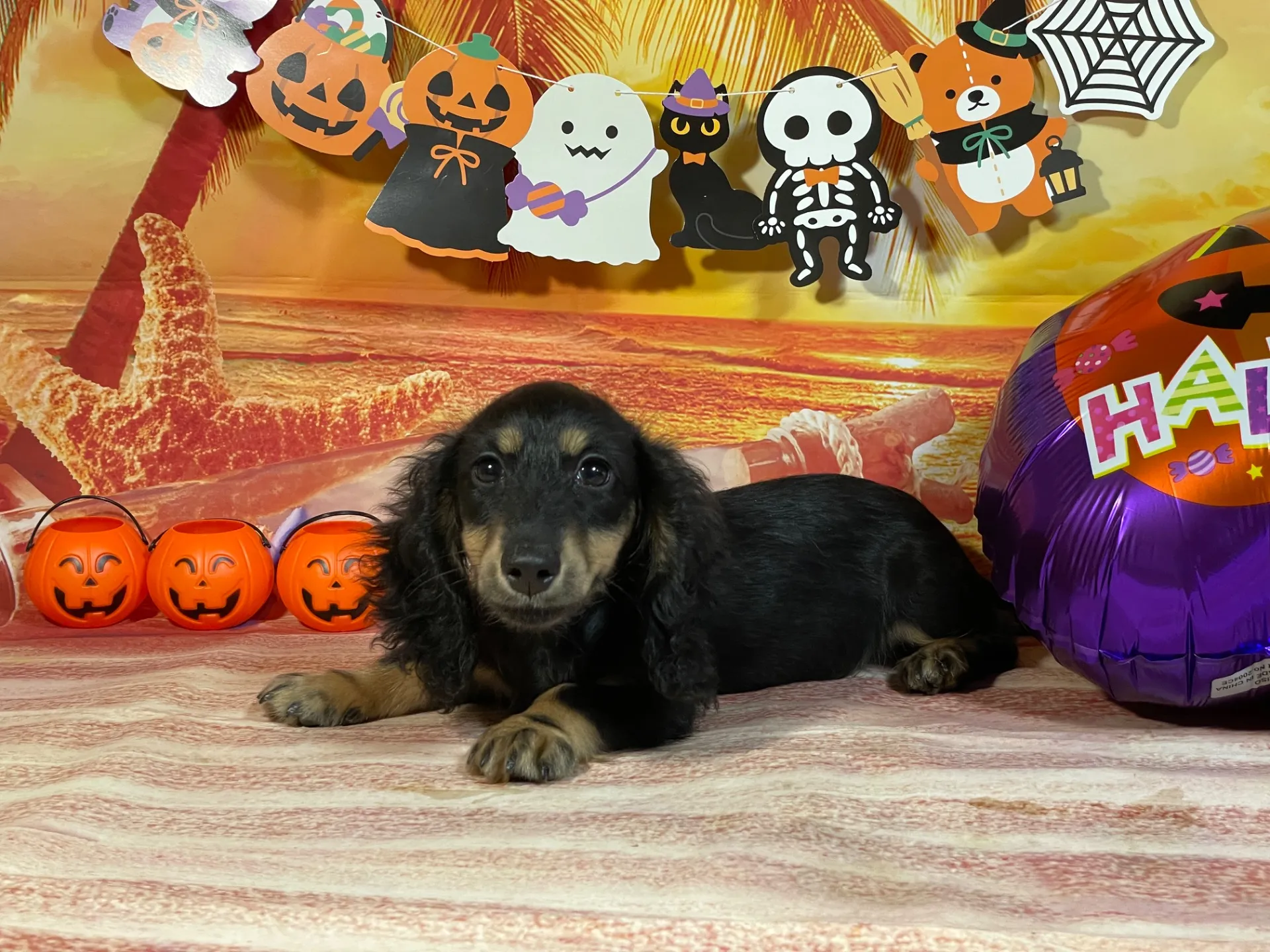 7/23生　ブラックタン♂