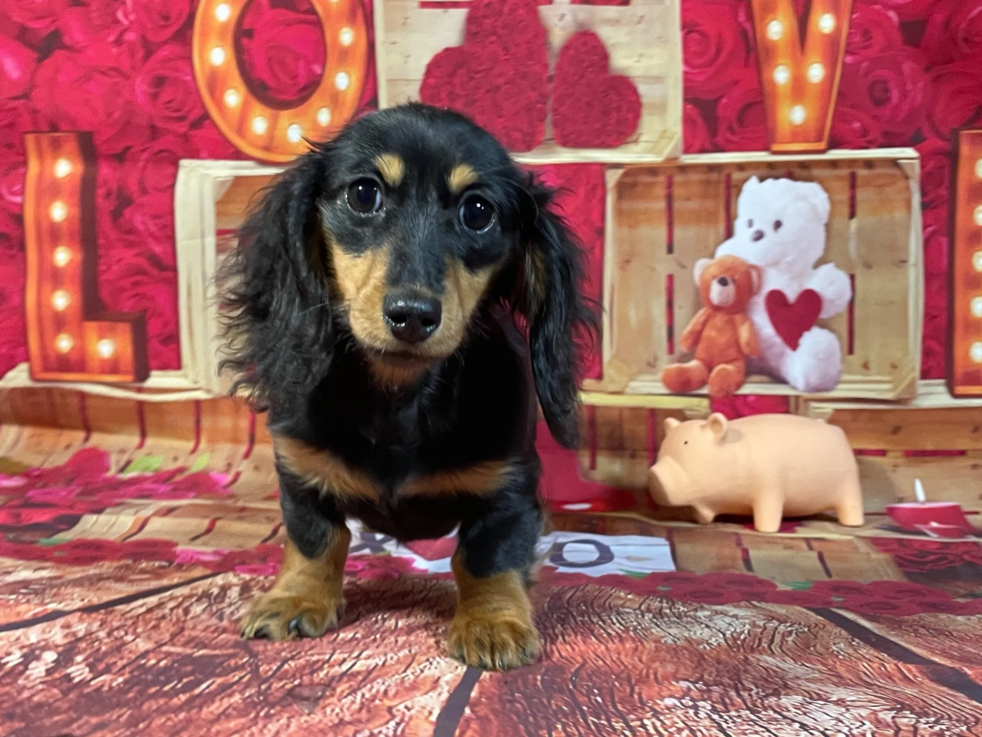 8/3生　ブラックタン♀