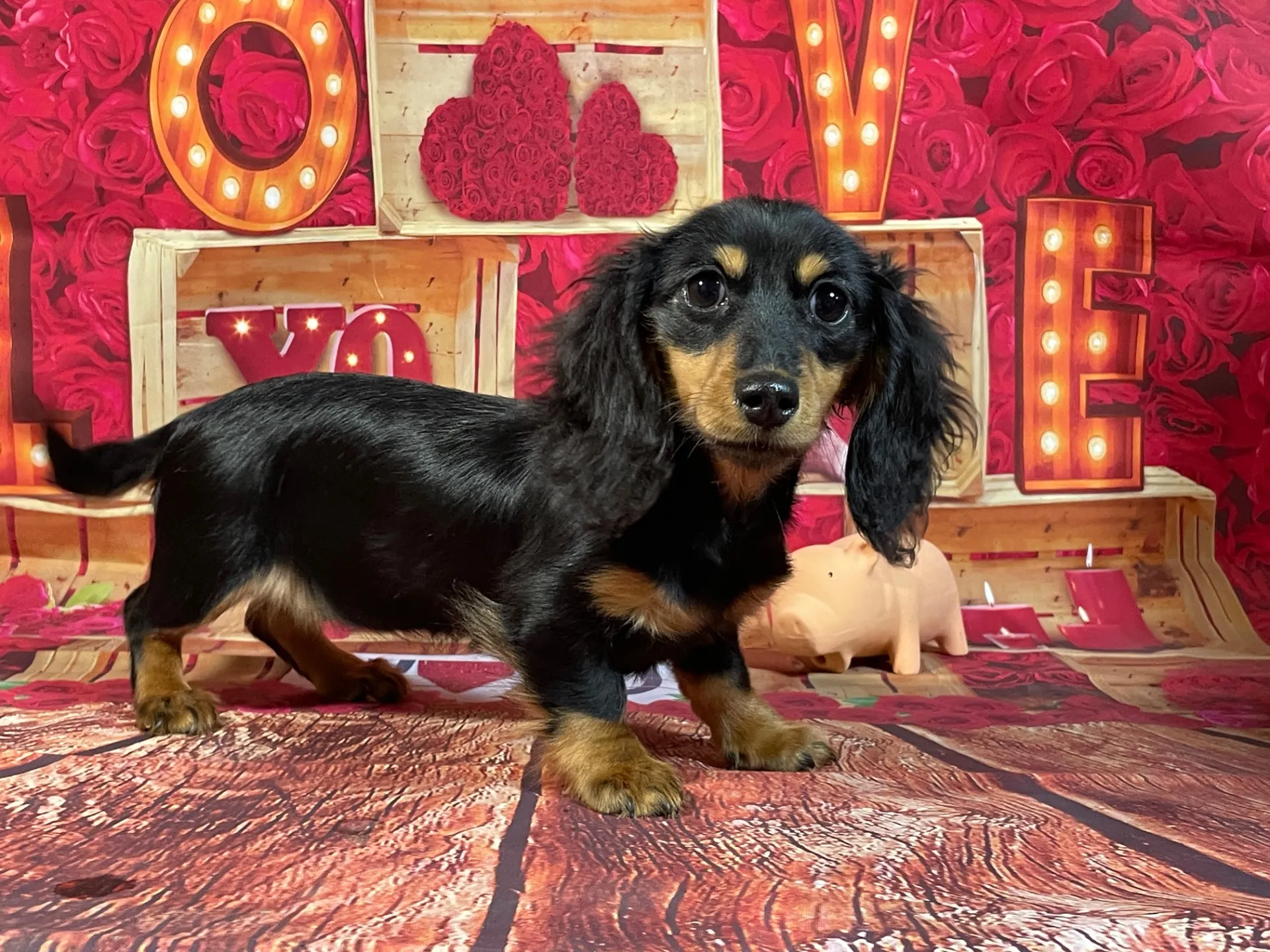 8/3生　ブラックタン♀