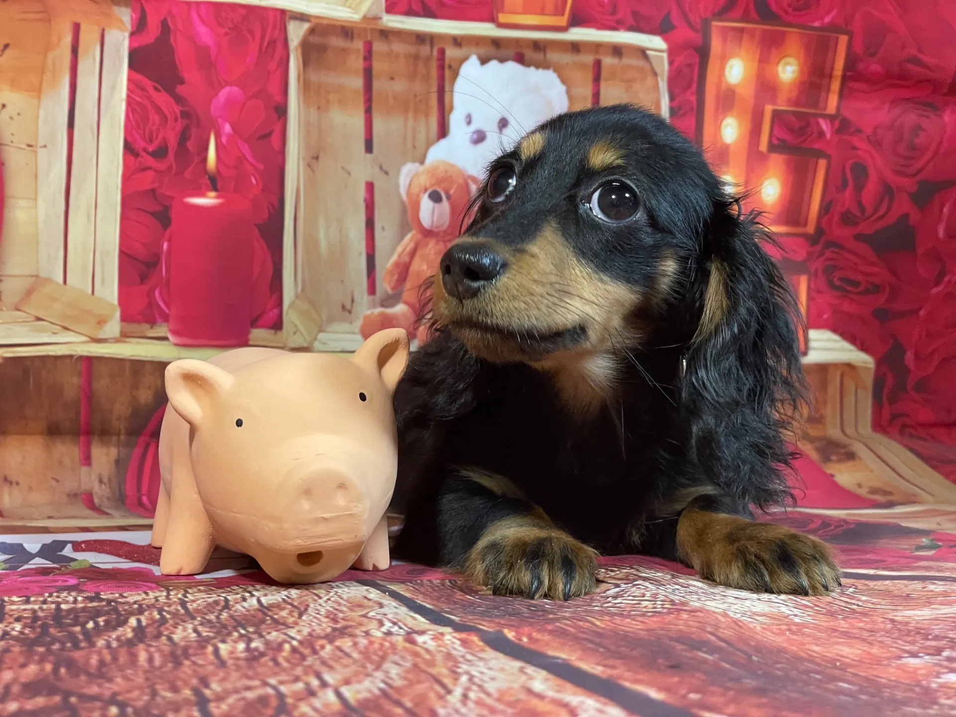 8/3生　ブラックタン♀