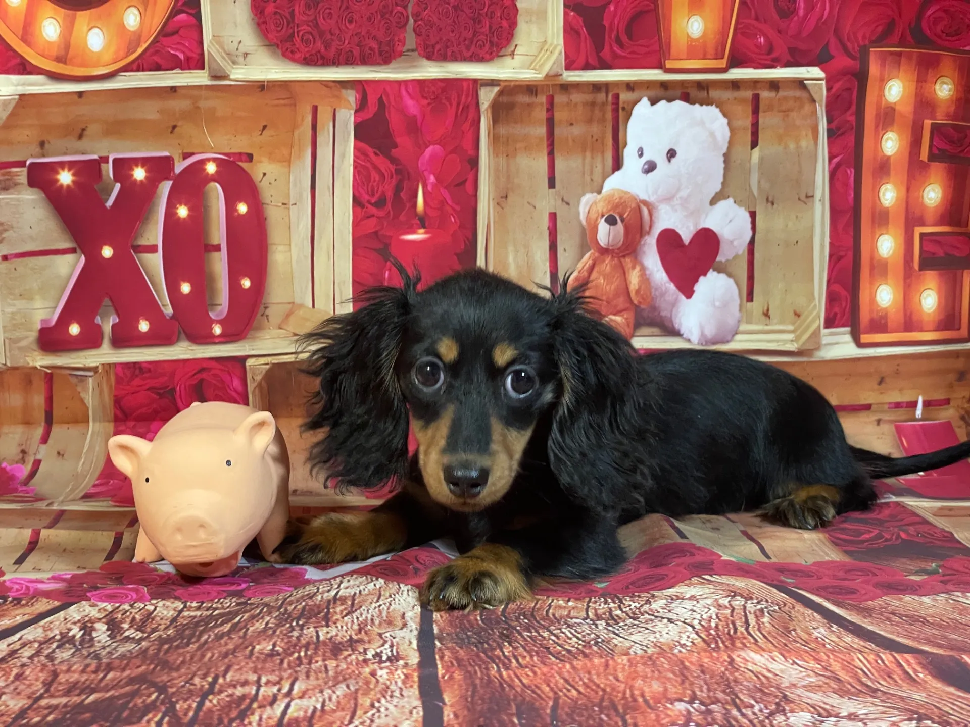 8/3生　ブラックタン♀