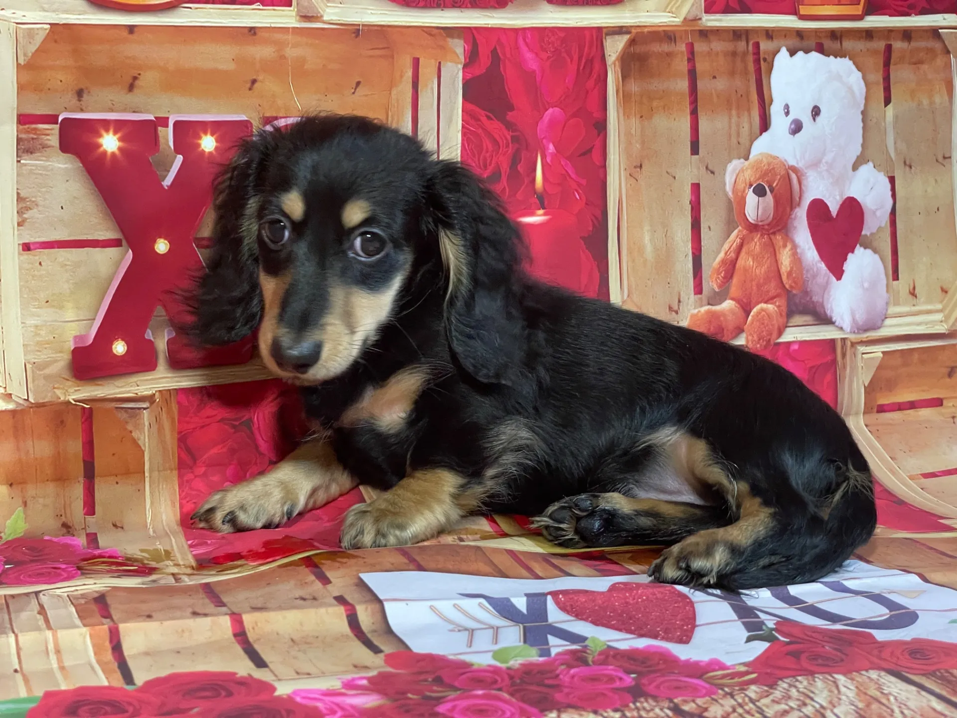 8/22生　ブラックタン♂