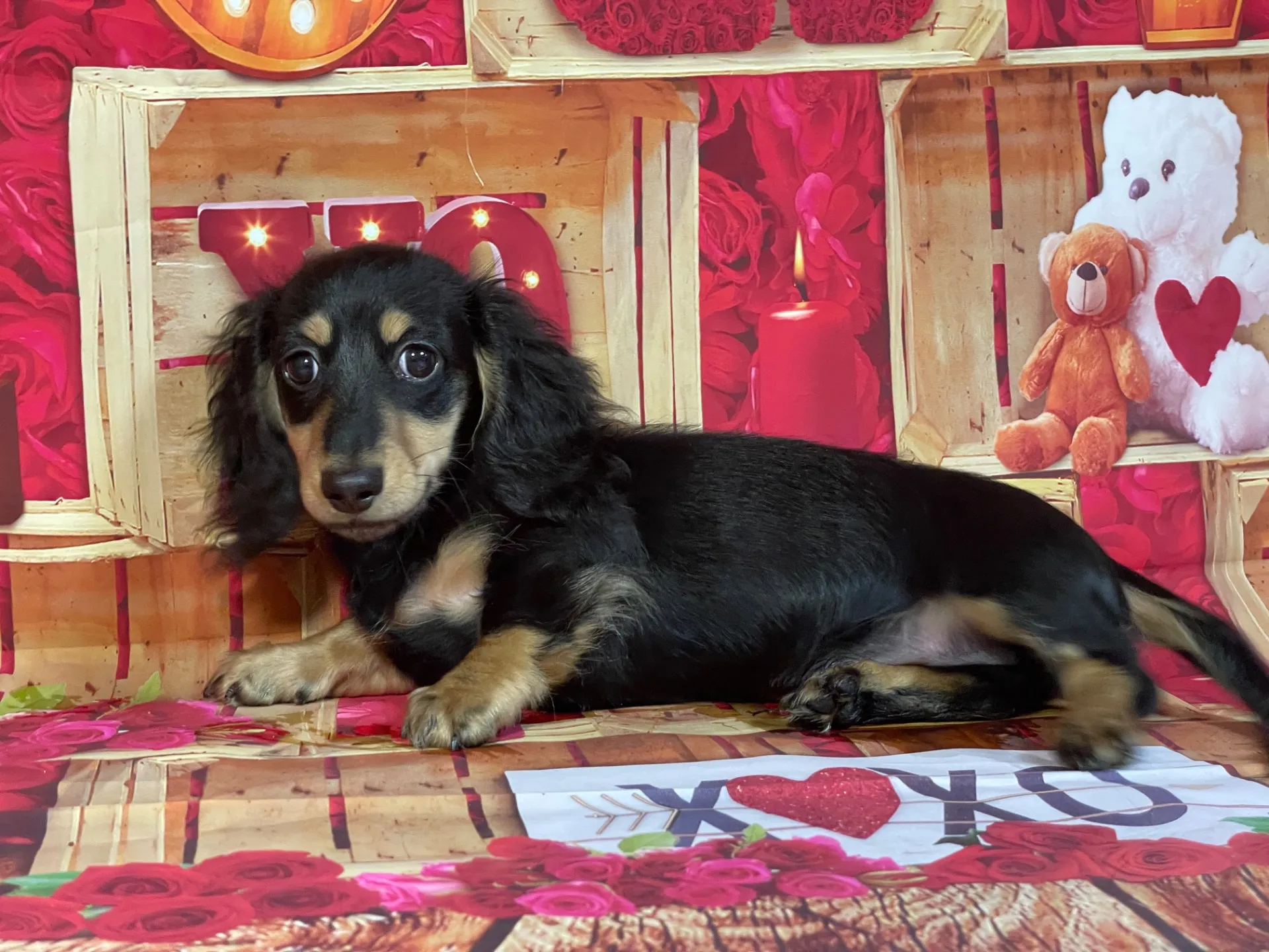 8/22生　ブラックタン♂