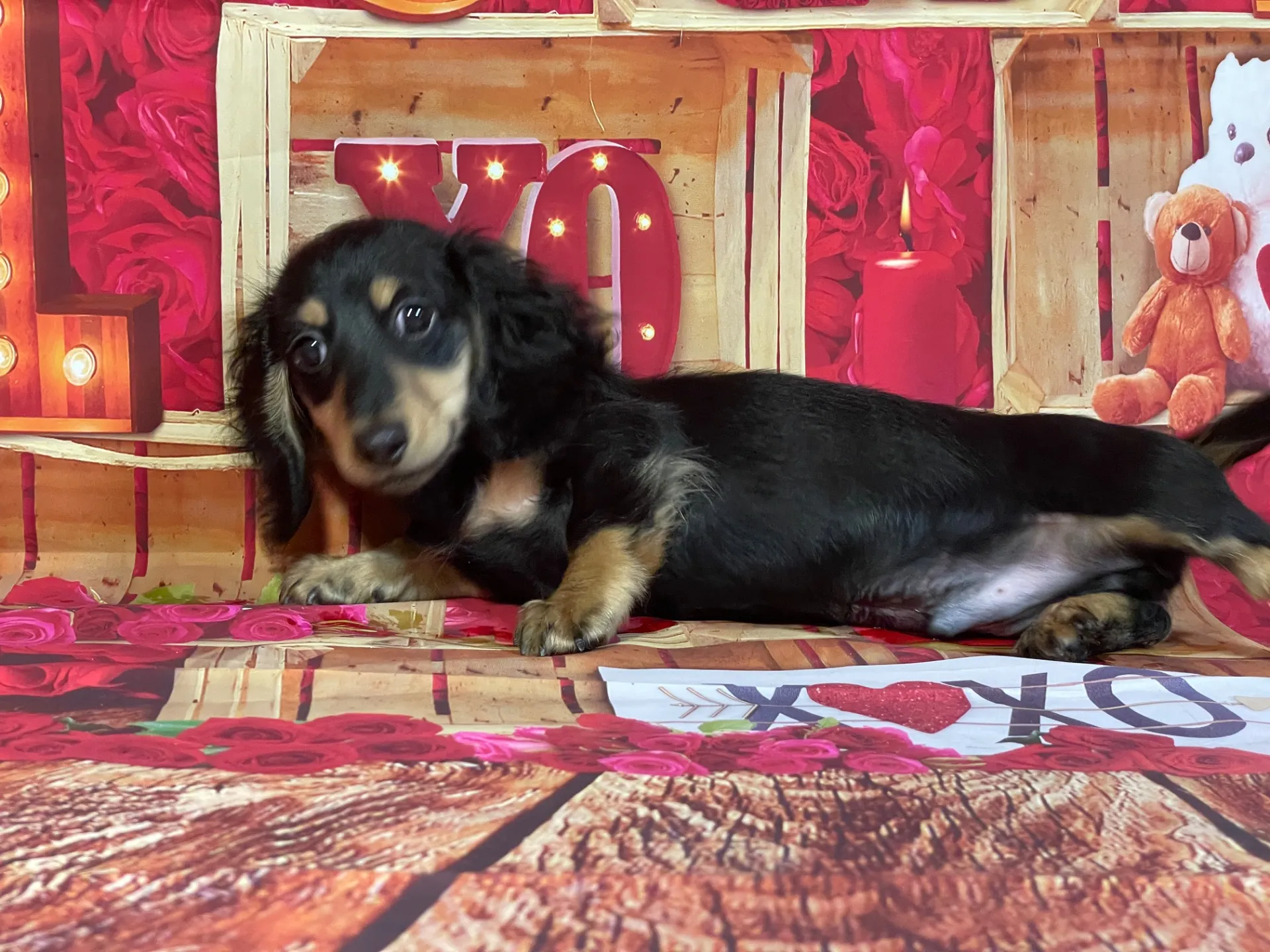 8/22生　ブラックタン♂