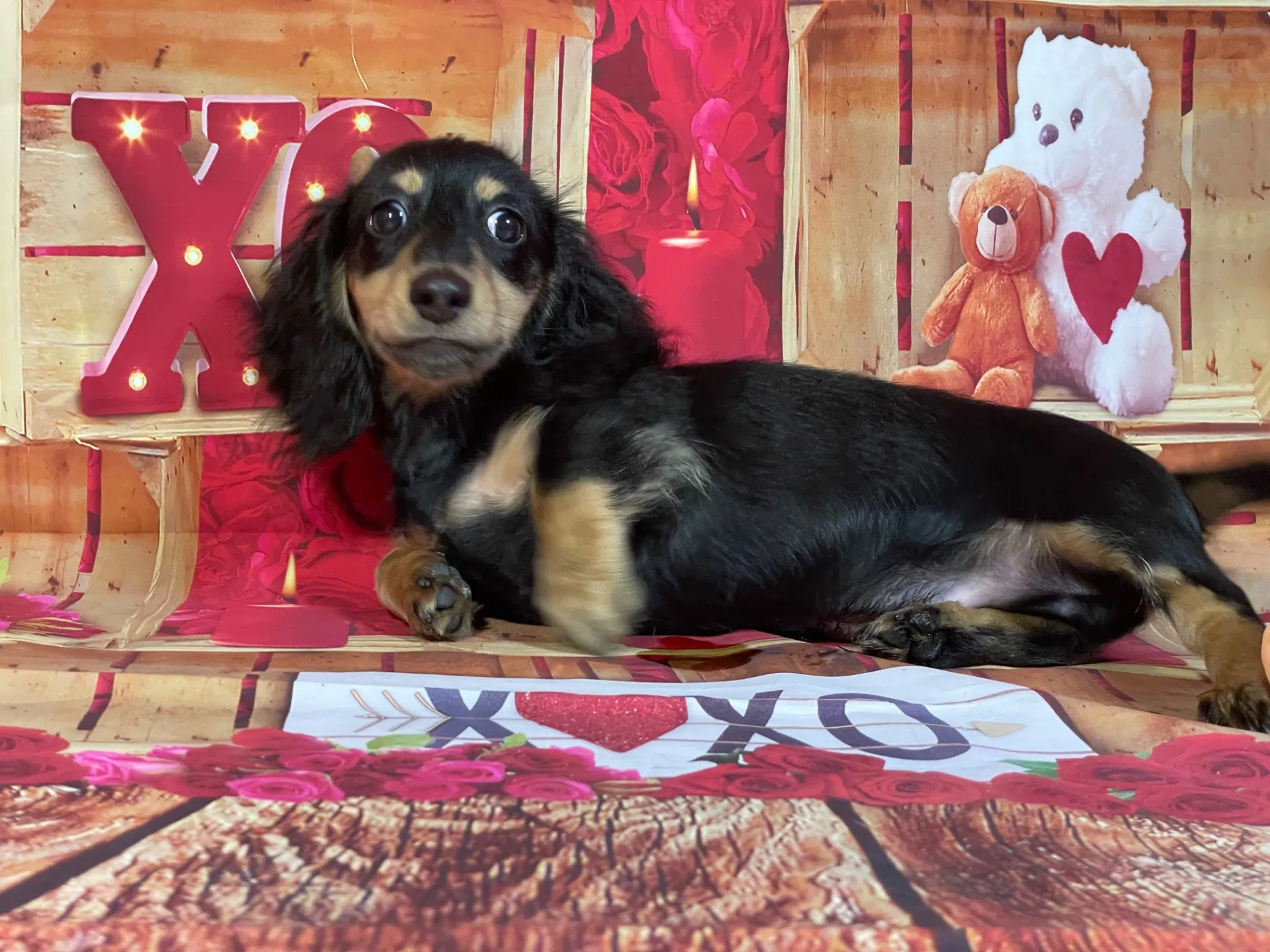 8/22生　ブラックタン♂