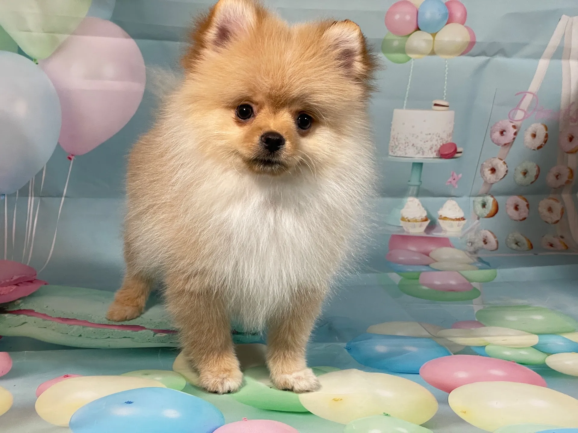 9/22生　クリーム♂