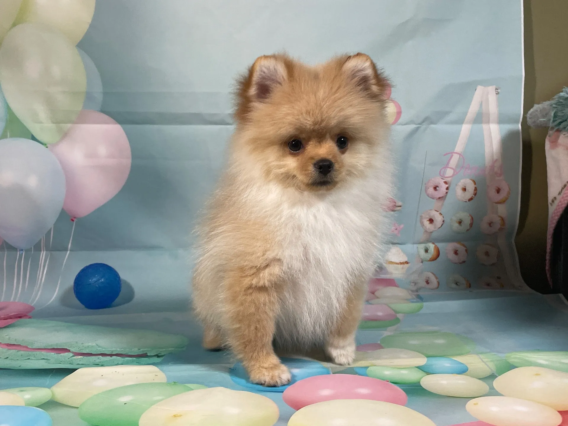 9/22生　クリーム♂