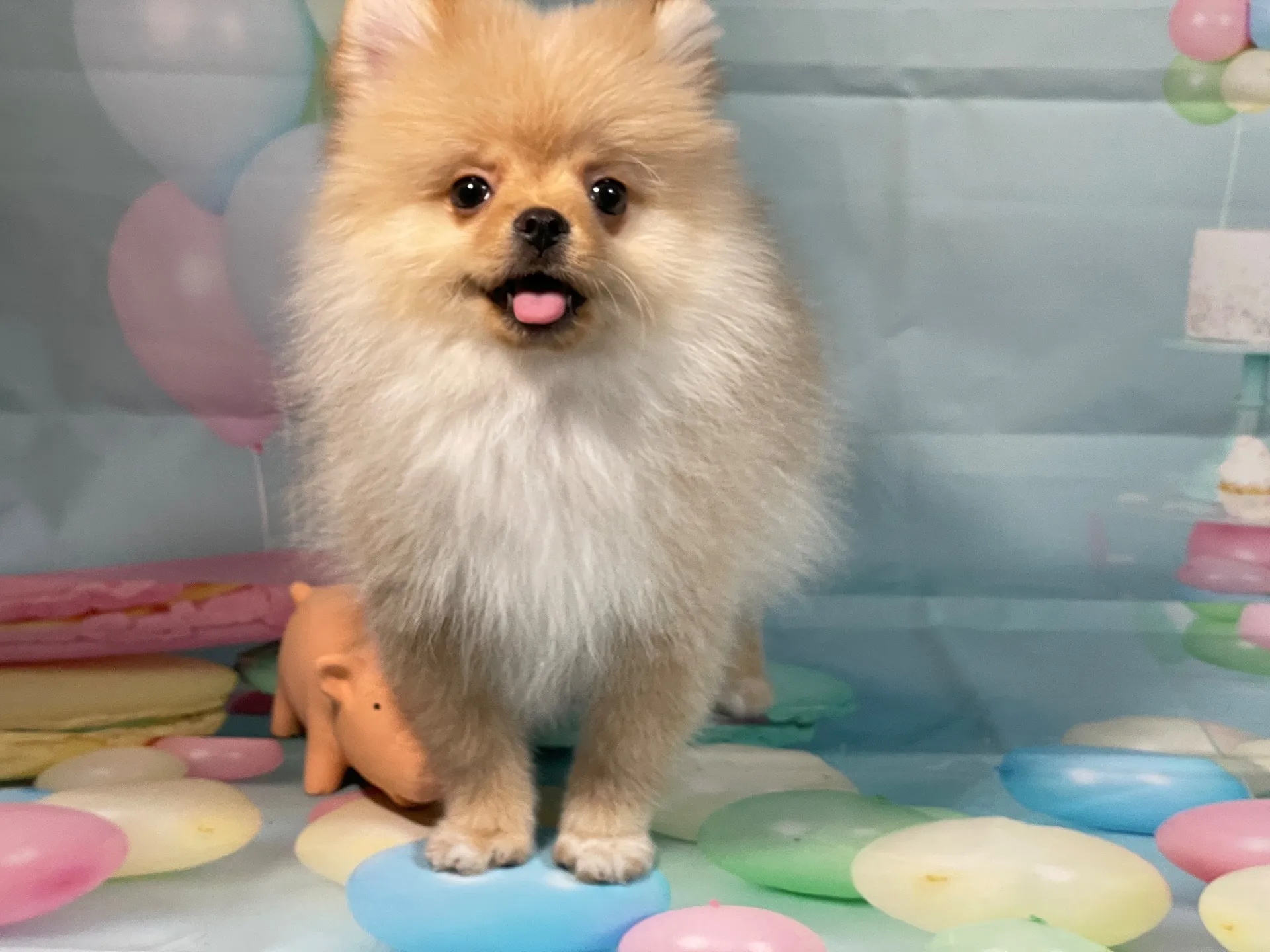 9/22生　クリーム♂