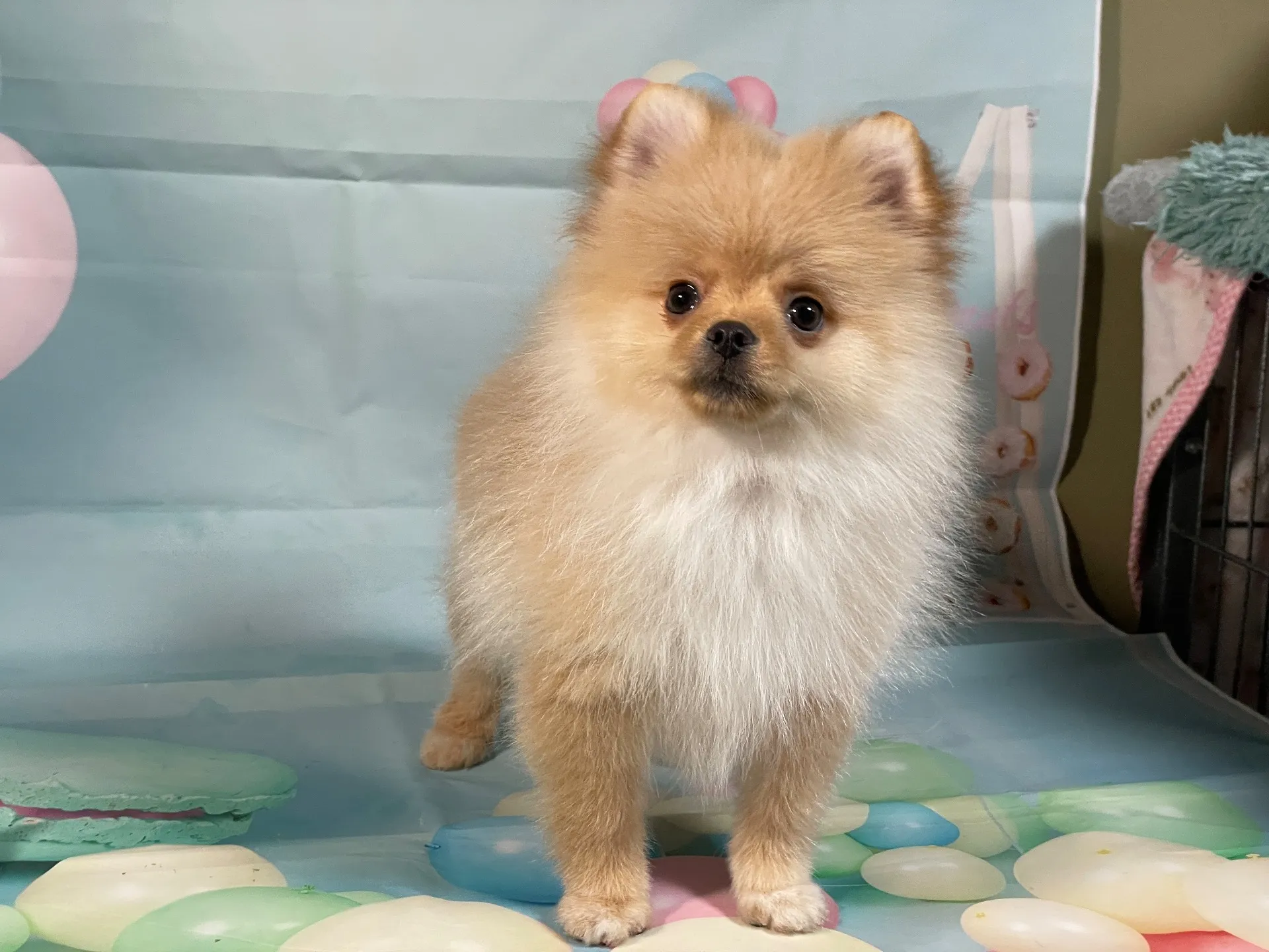 9/22生　クリーム♂