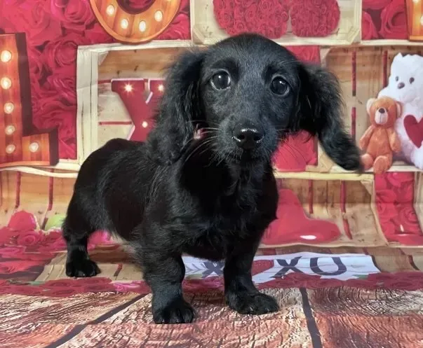 8/3生　ブラックソリッド♀