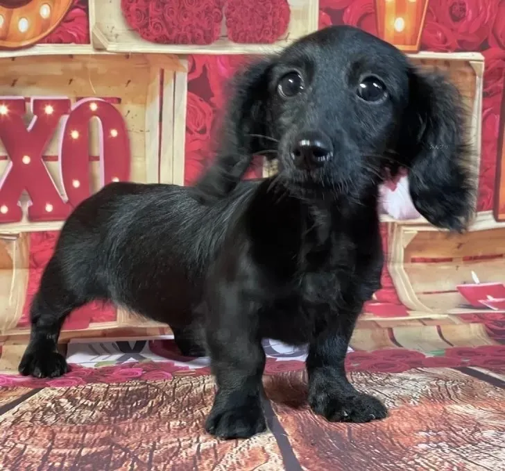 8/3生　ブラックソリッド♀