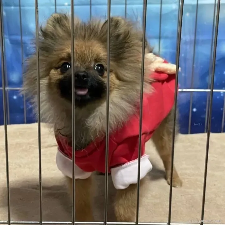 6/15生　オレンジセーブル♂