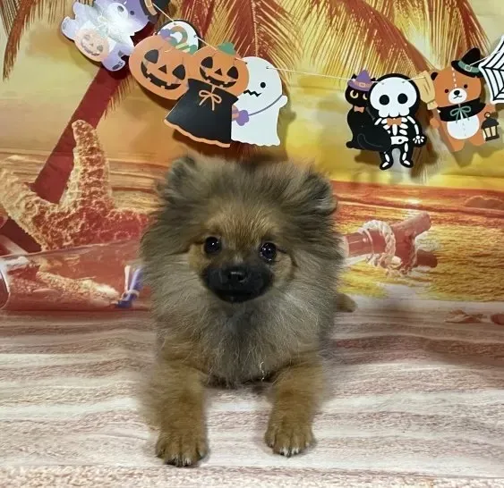 6/15生　オレンジセーブル♂