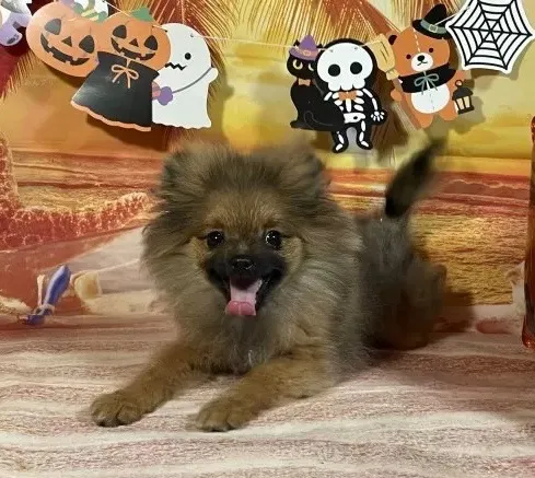 6/15生　オレンジセーブル♂