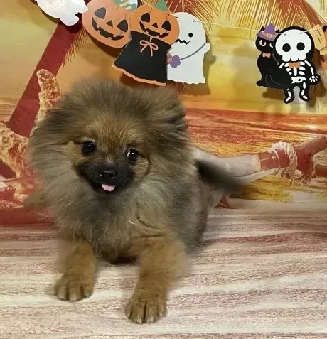 6/15生　オレンジセーブル♂