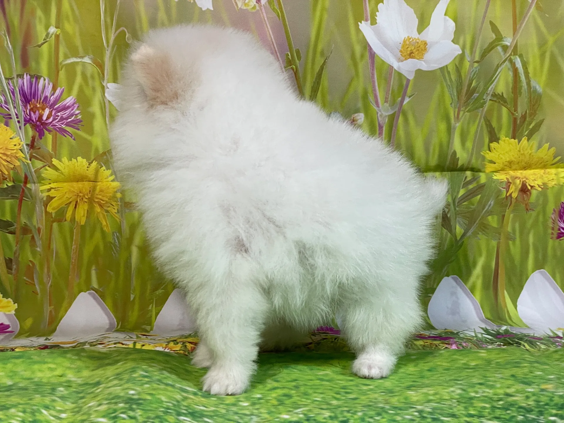 11/26生　ホワイト&クリーム♂