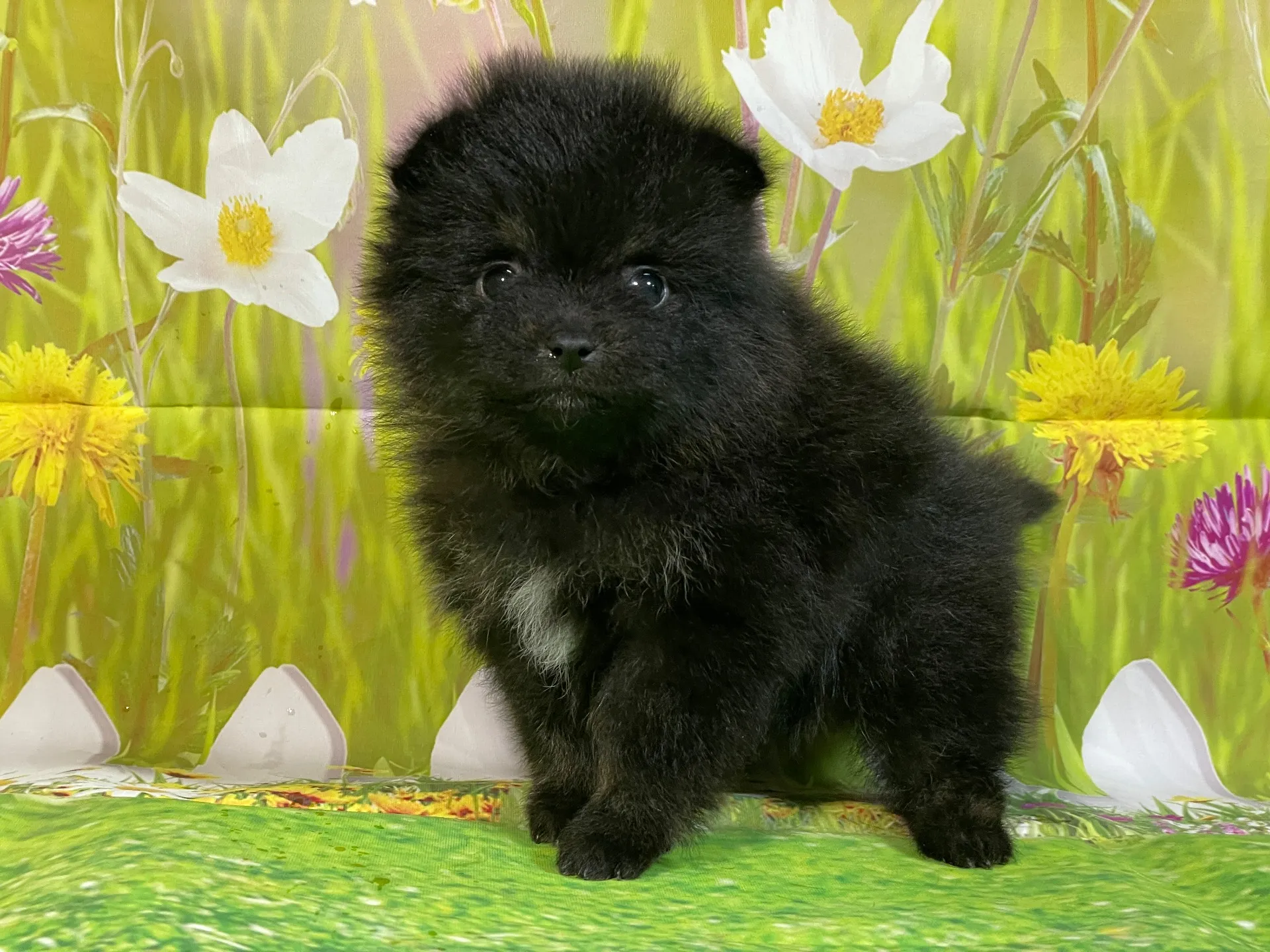 11/26生　ブラック&タン♀