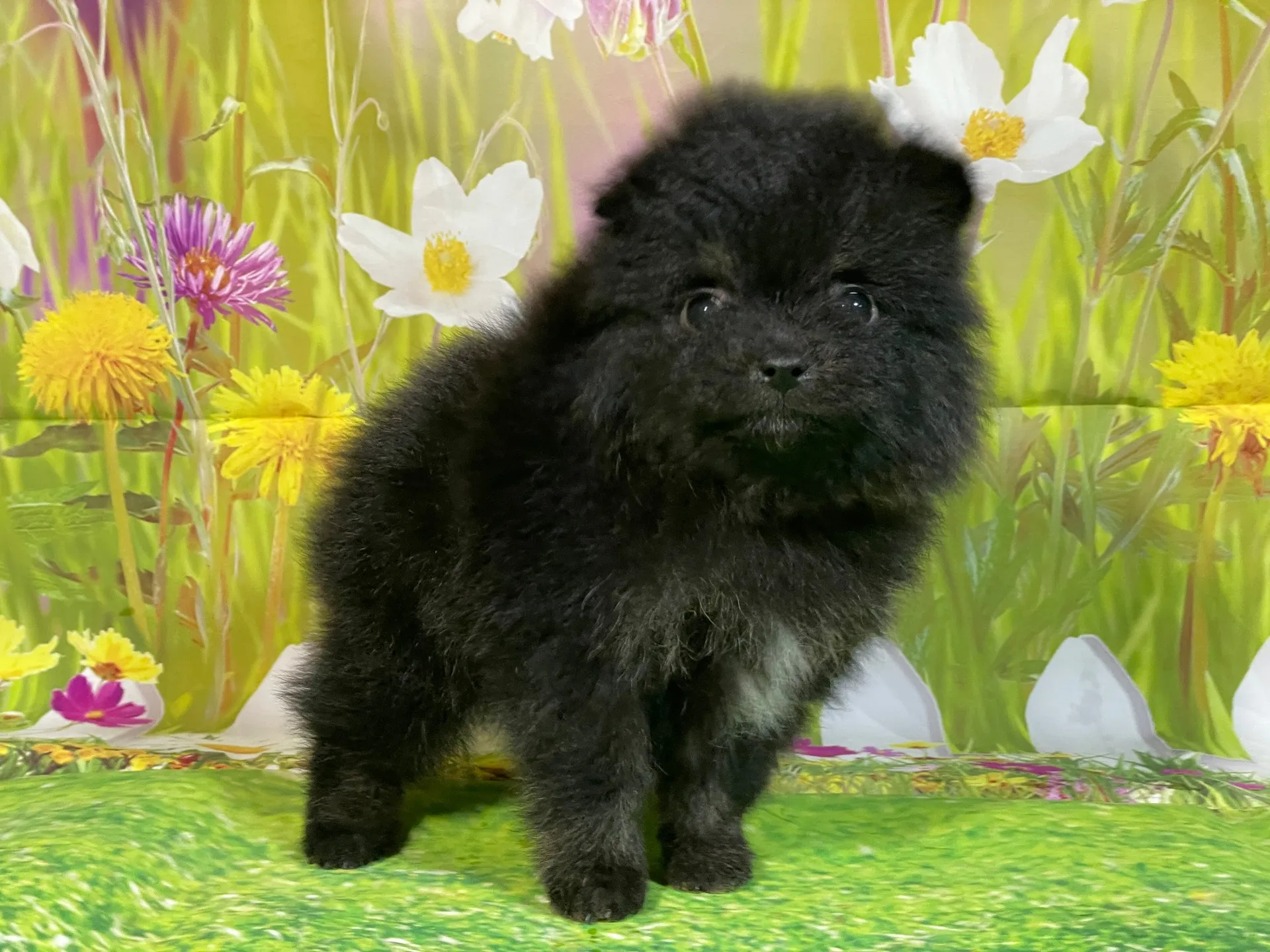 11/26生　ブラック&タン♀