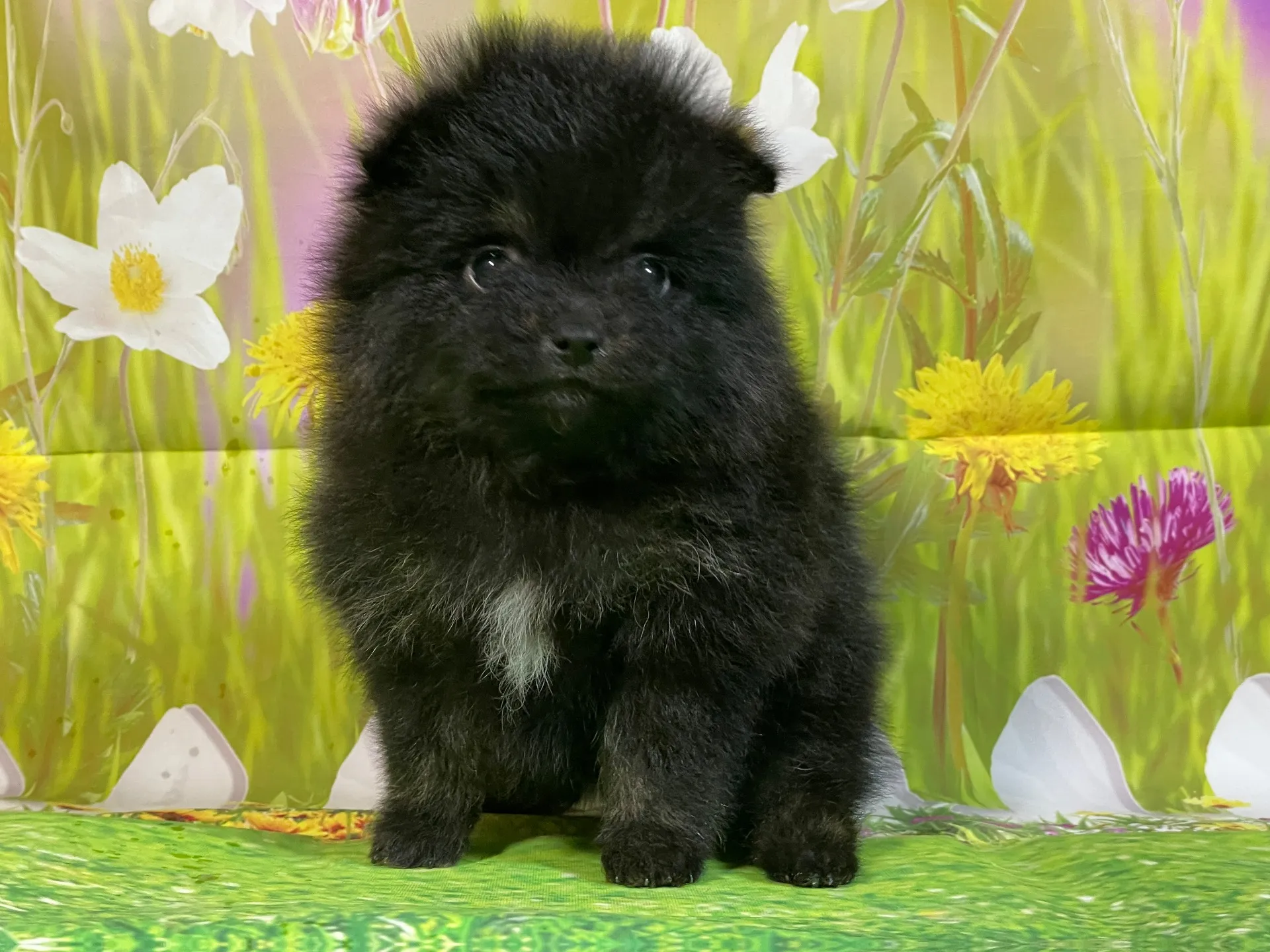 11/26生　ブラック&タン♀