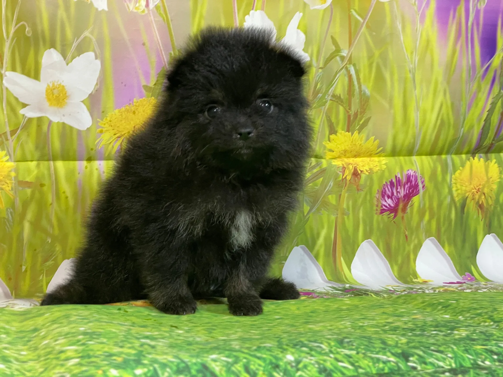 11/26生　ブラック&タン♀