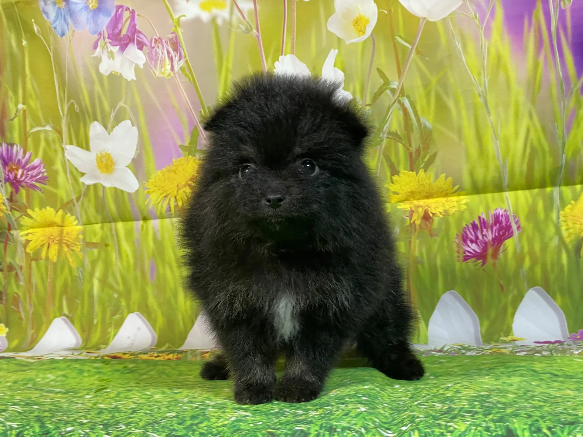 11/26生　ブラック&タン♀