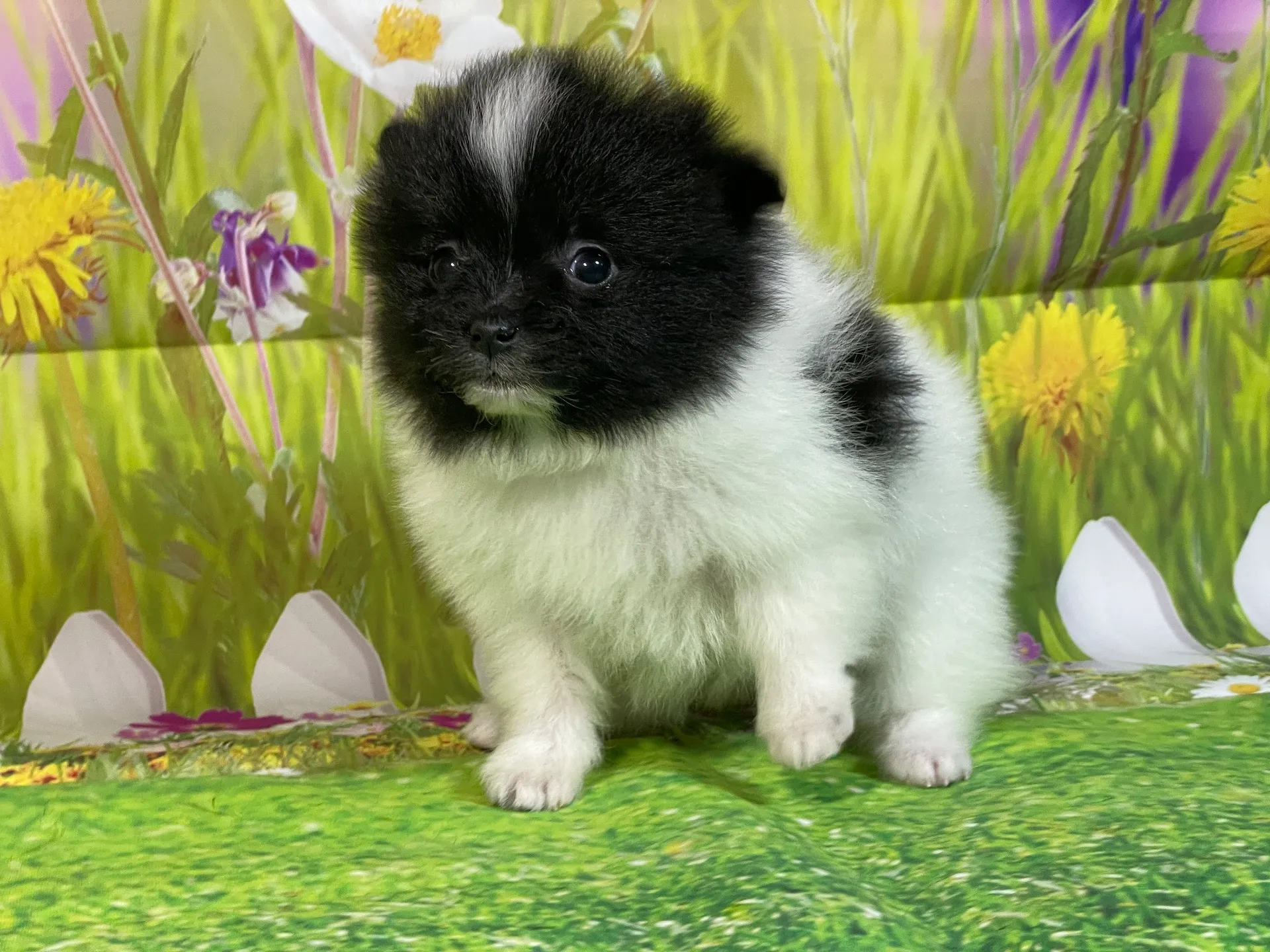 11/26生　ホワイト&ブラック♀