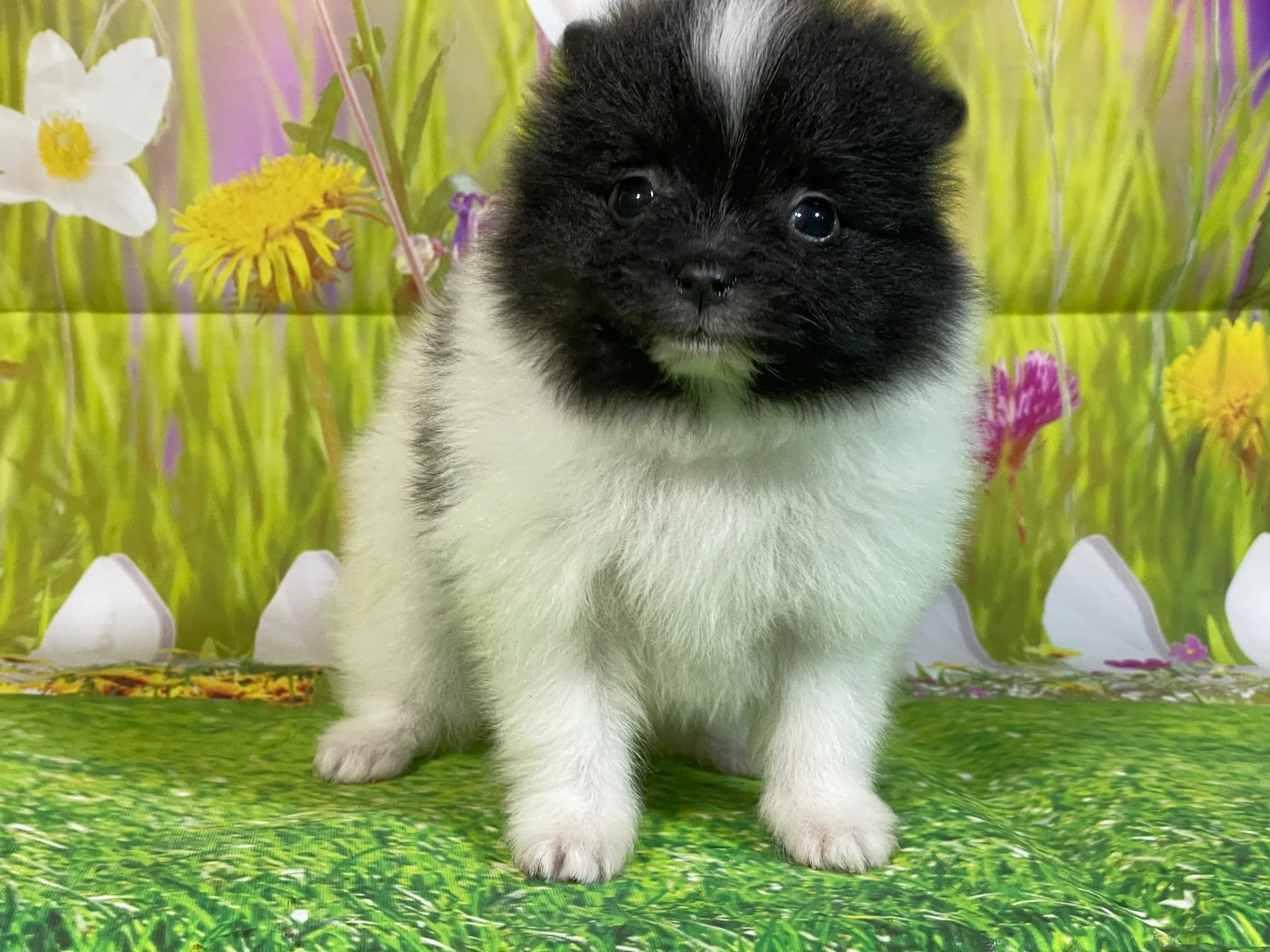 11/26生　ホワイト&ブラック♀