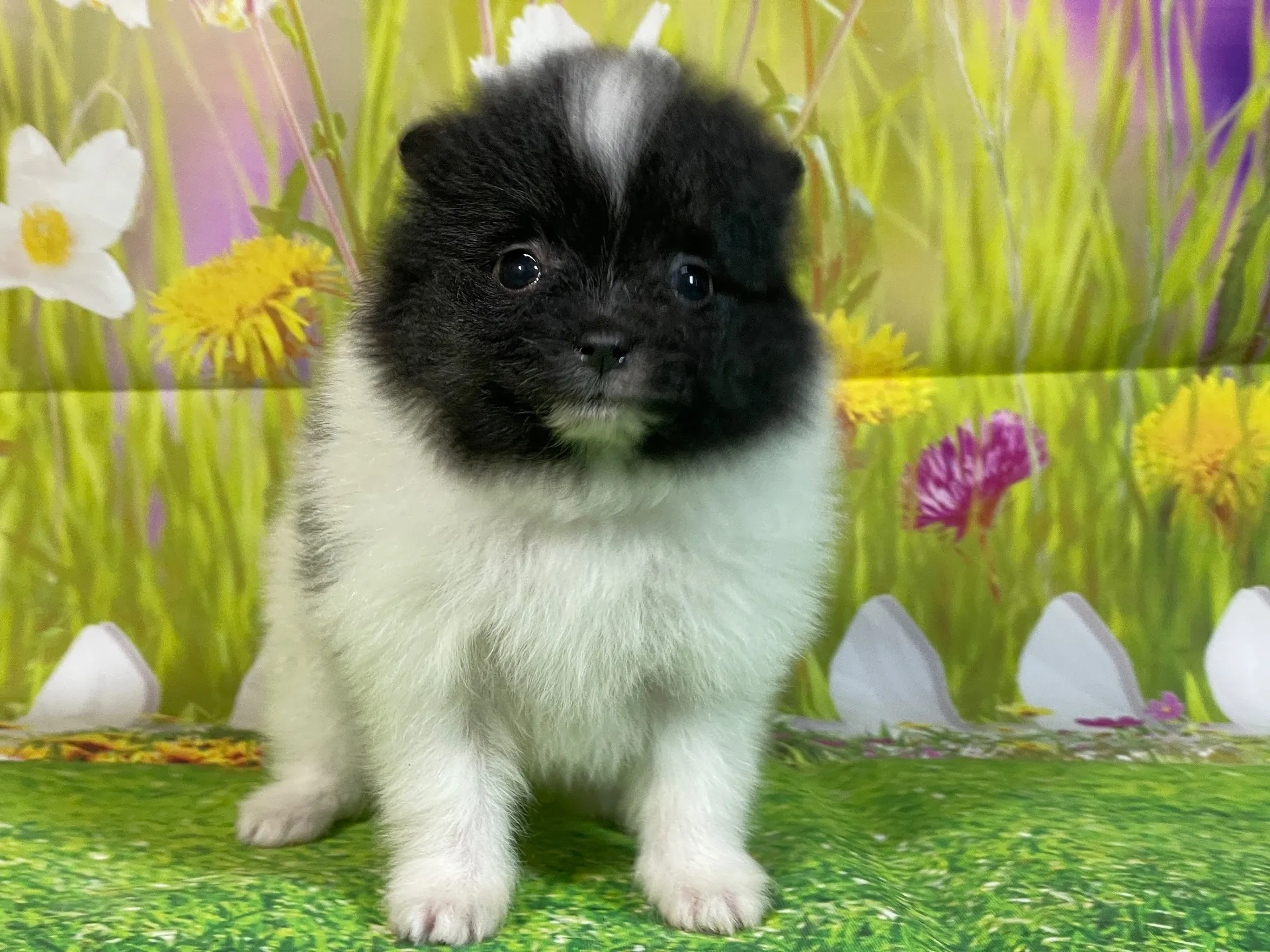 11/26生　ホワイト&ブラック♀